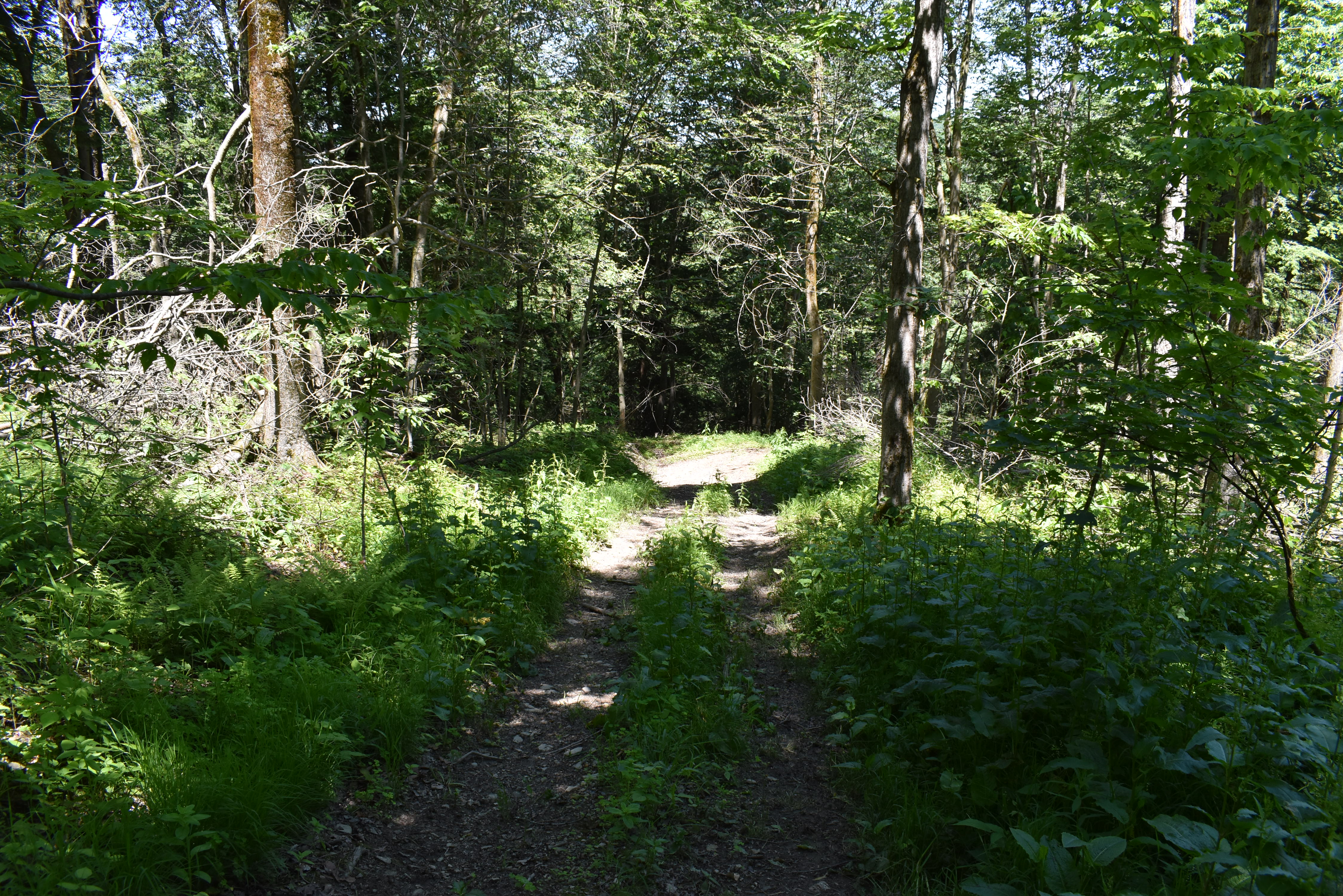 Fabulous Farrington Hollow
