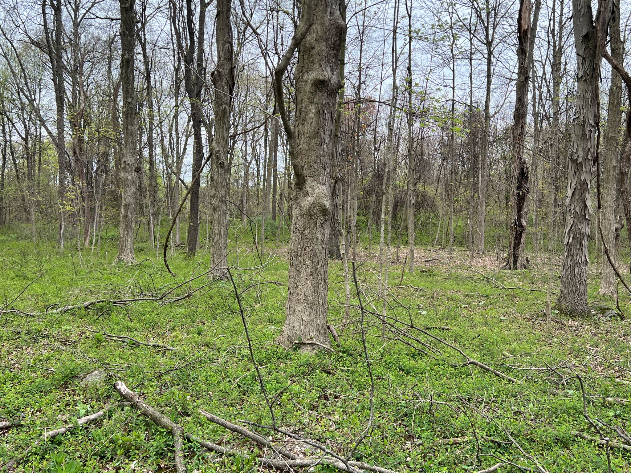 Etown Woodlands