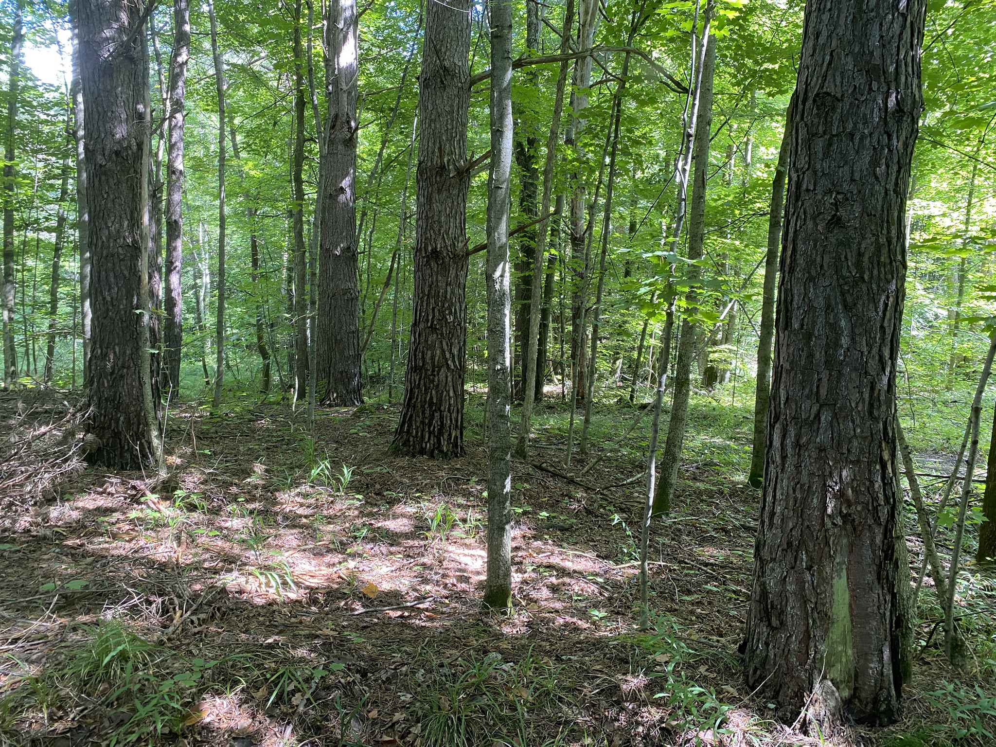 Listing Image 61
