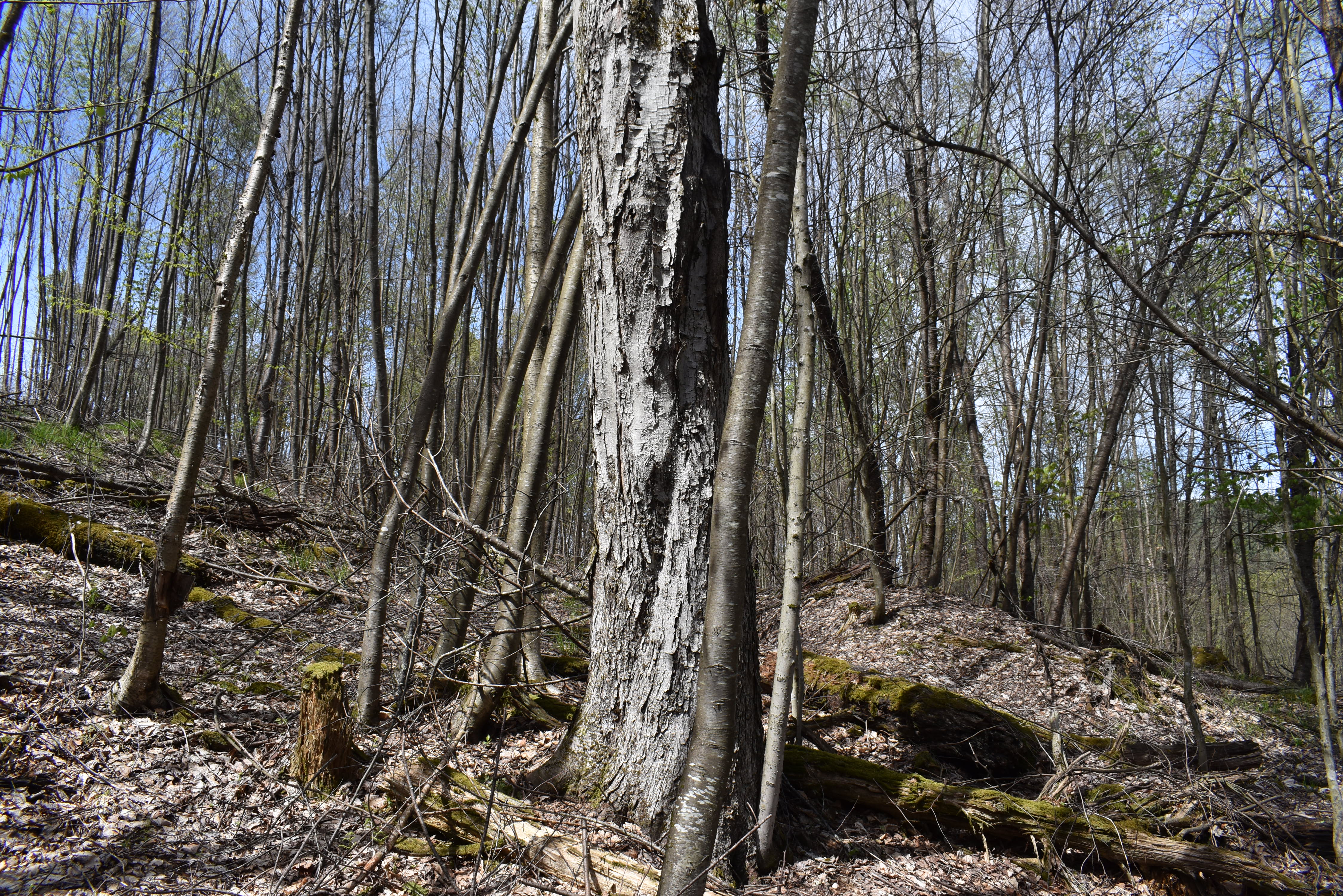 Listing Image 11