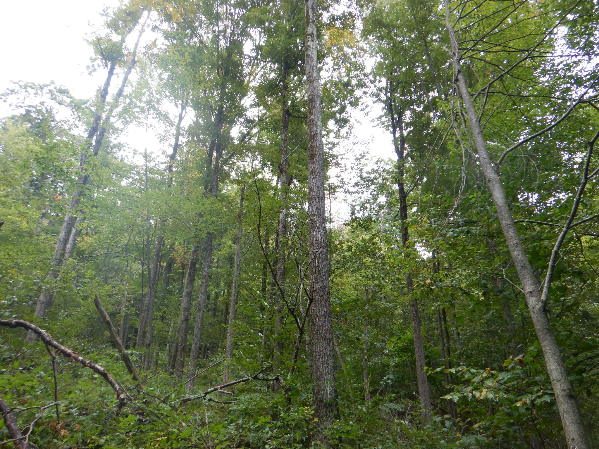 Listing Image 30