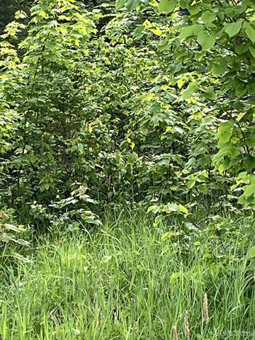 Heavily Wooded 120 Acres 50177652