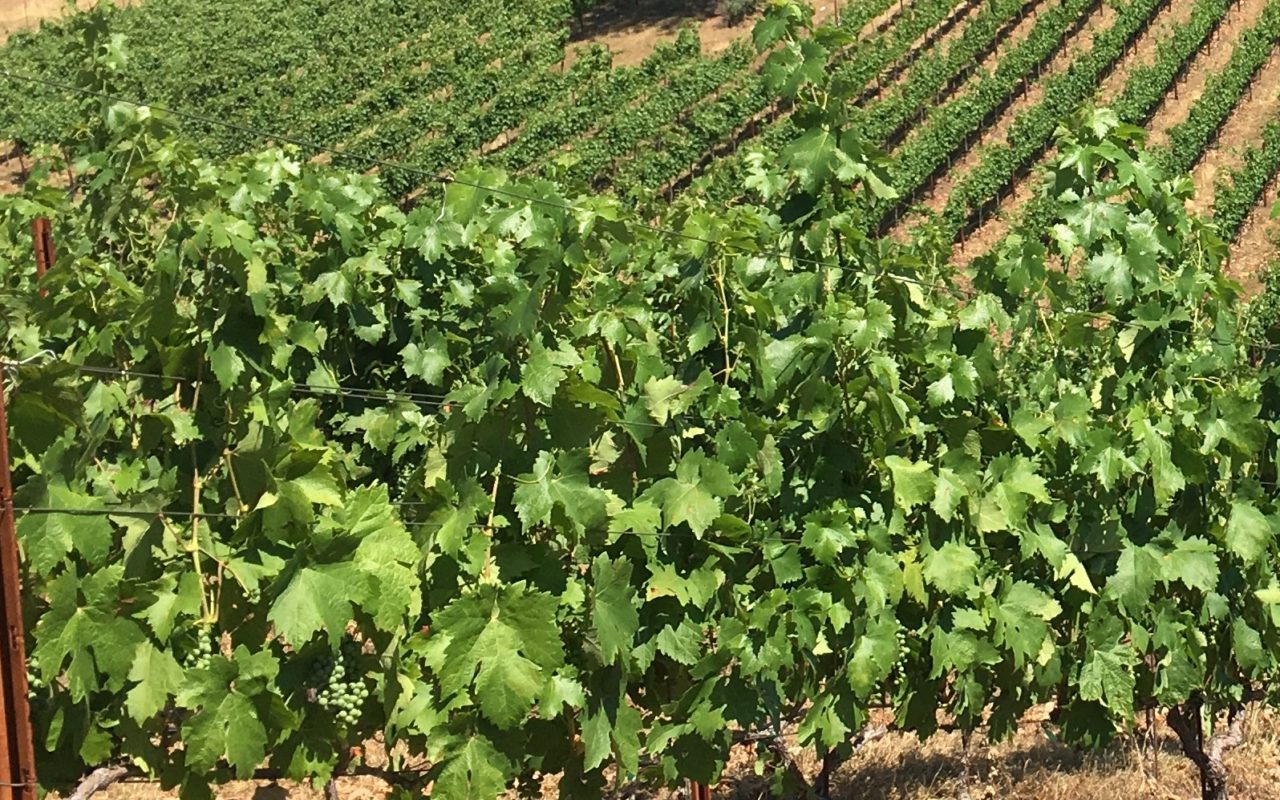 Tailem Bend Ranch and Vineyard