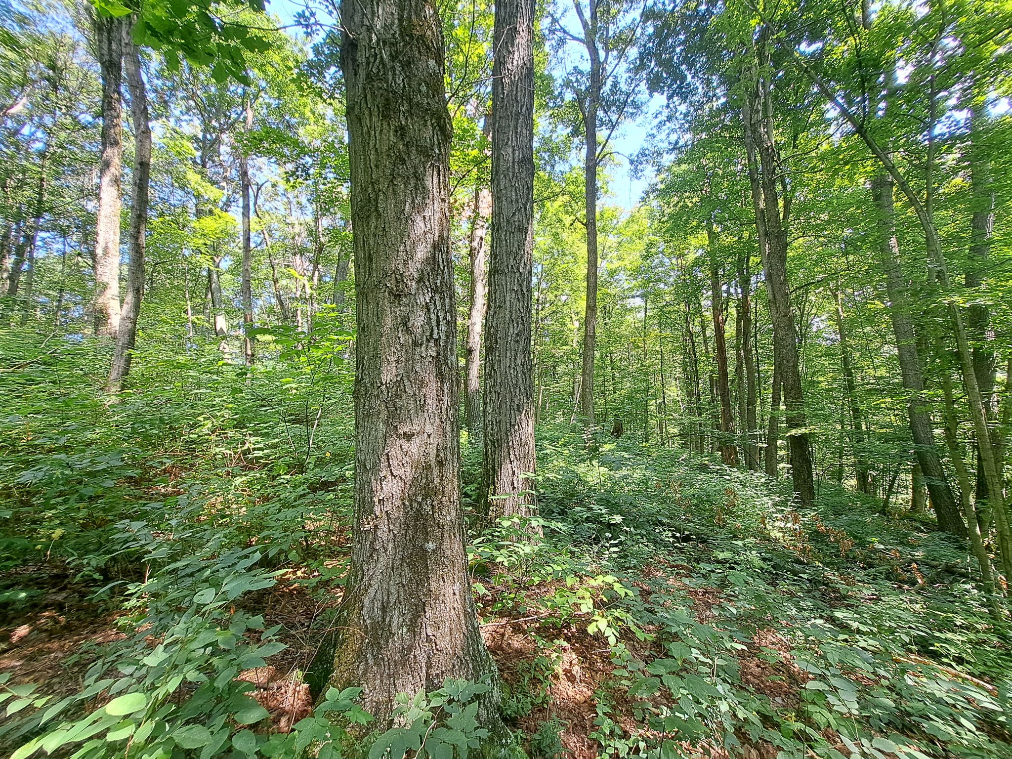 Listing Image 54