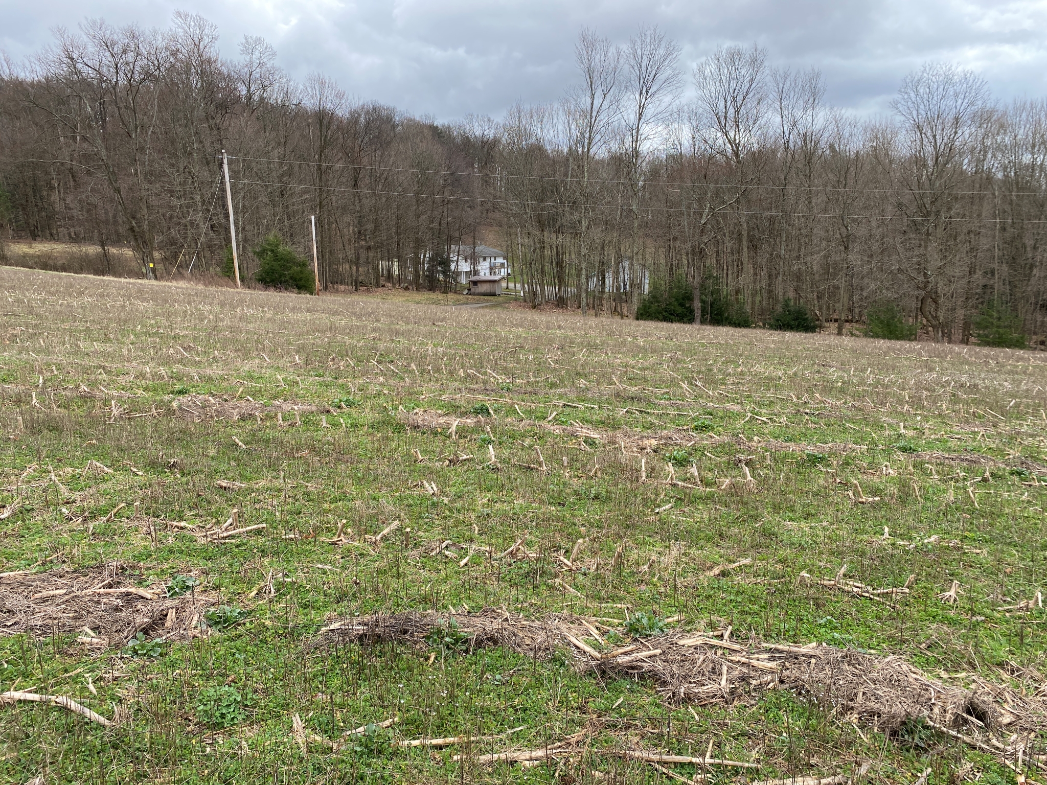 Mark's Meadow