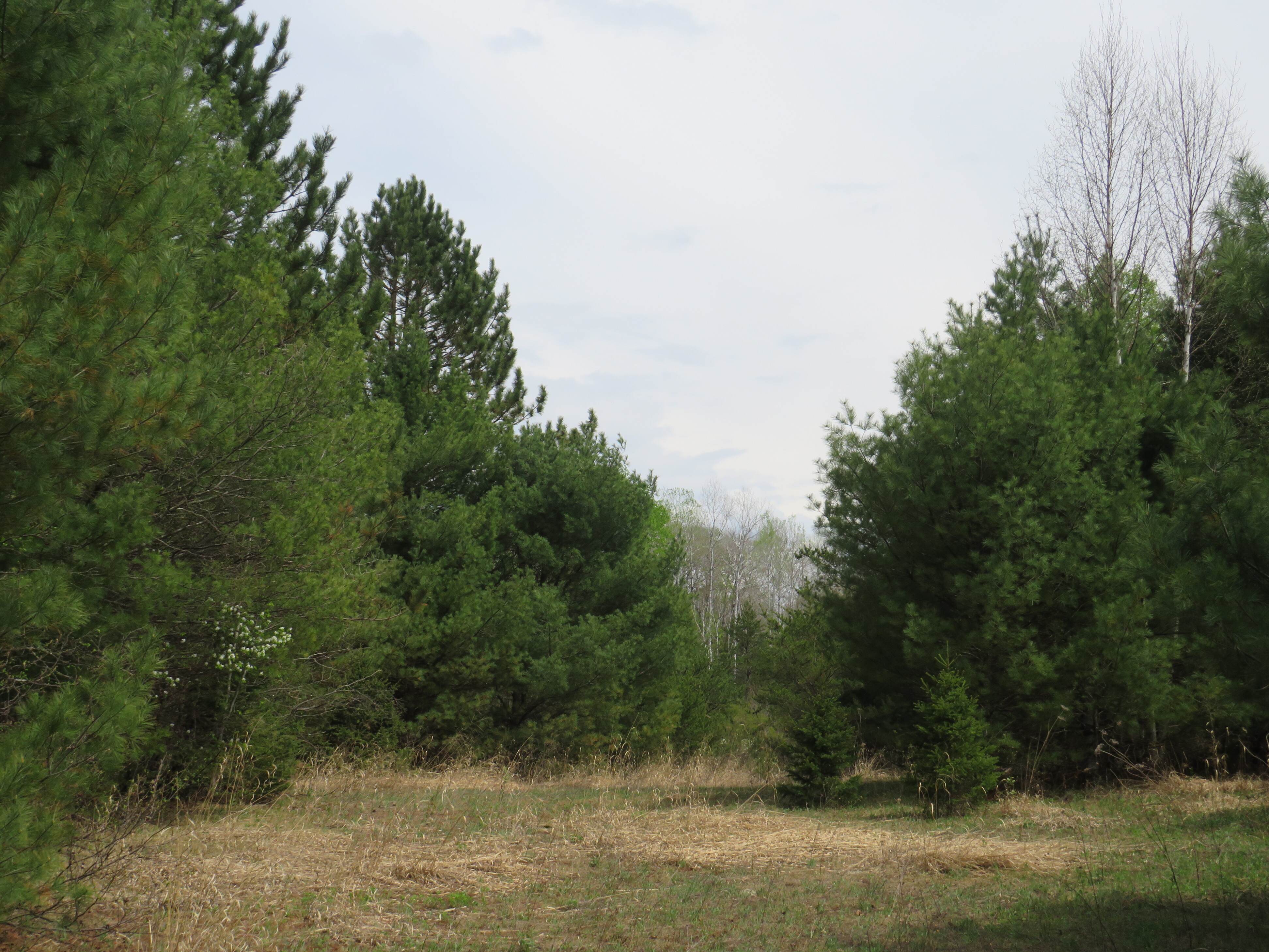 160 Acre Wilderness Retreat 50175391