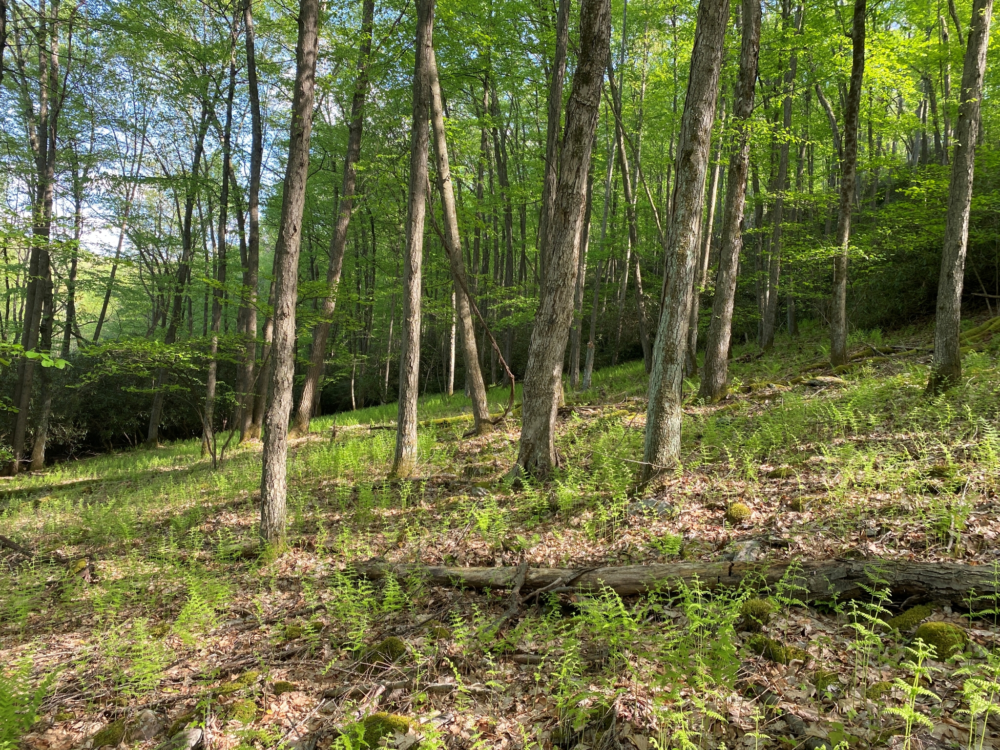 Listing Image 45