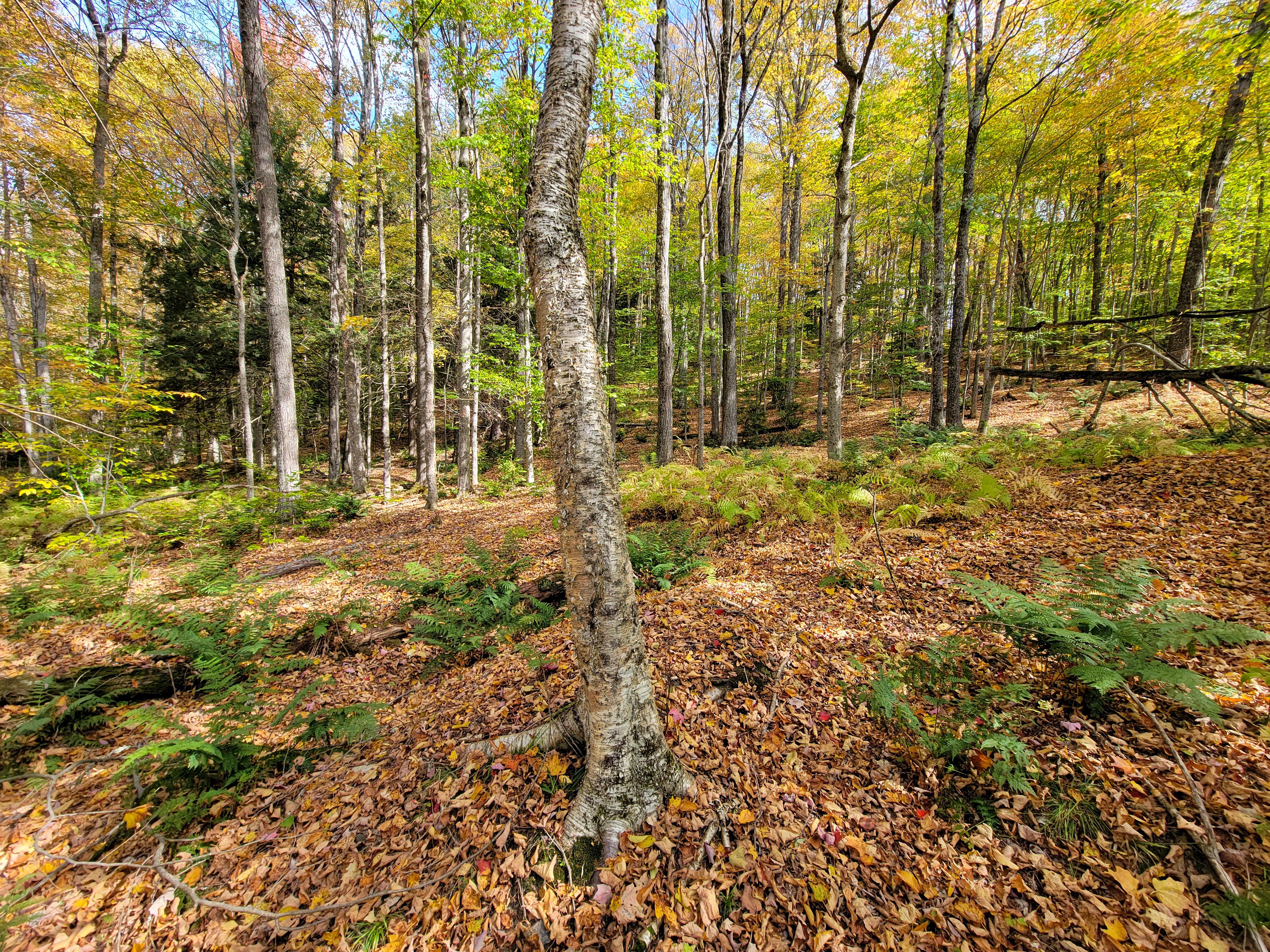 Listing Image 51