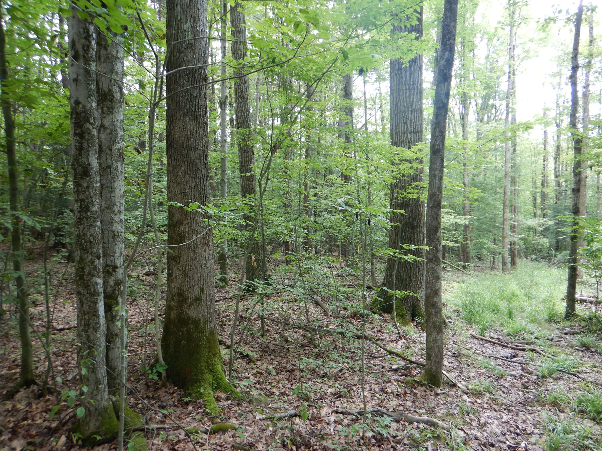 Chaffee Creek