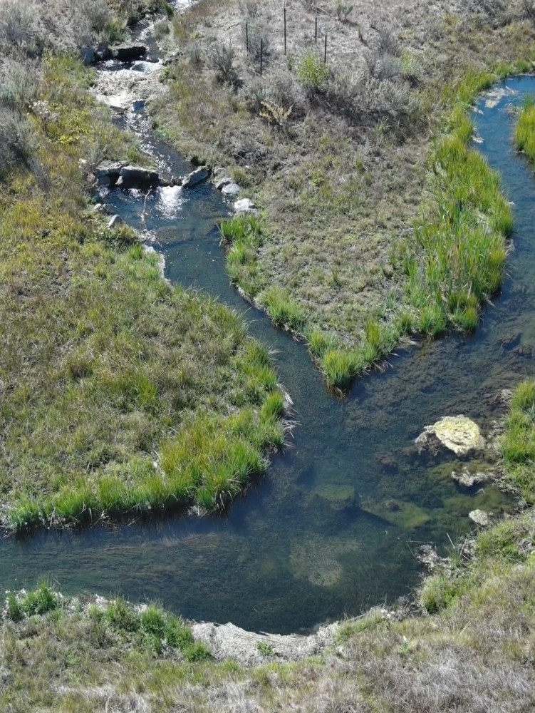 Sycan River Beauty