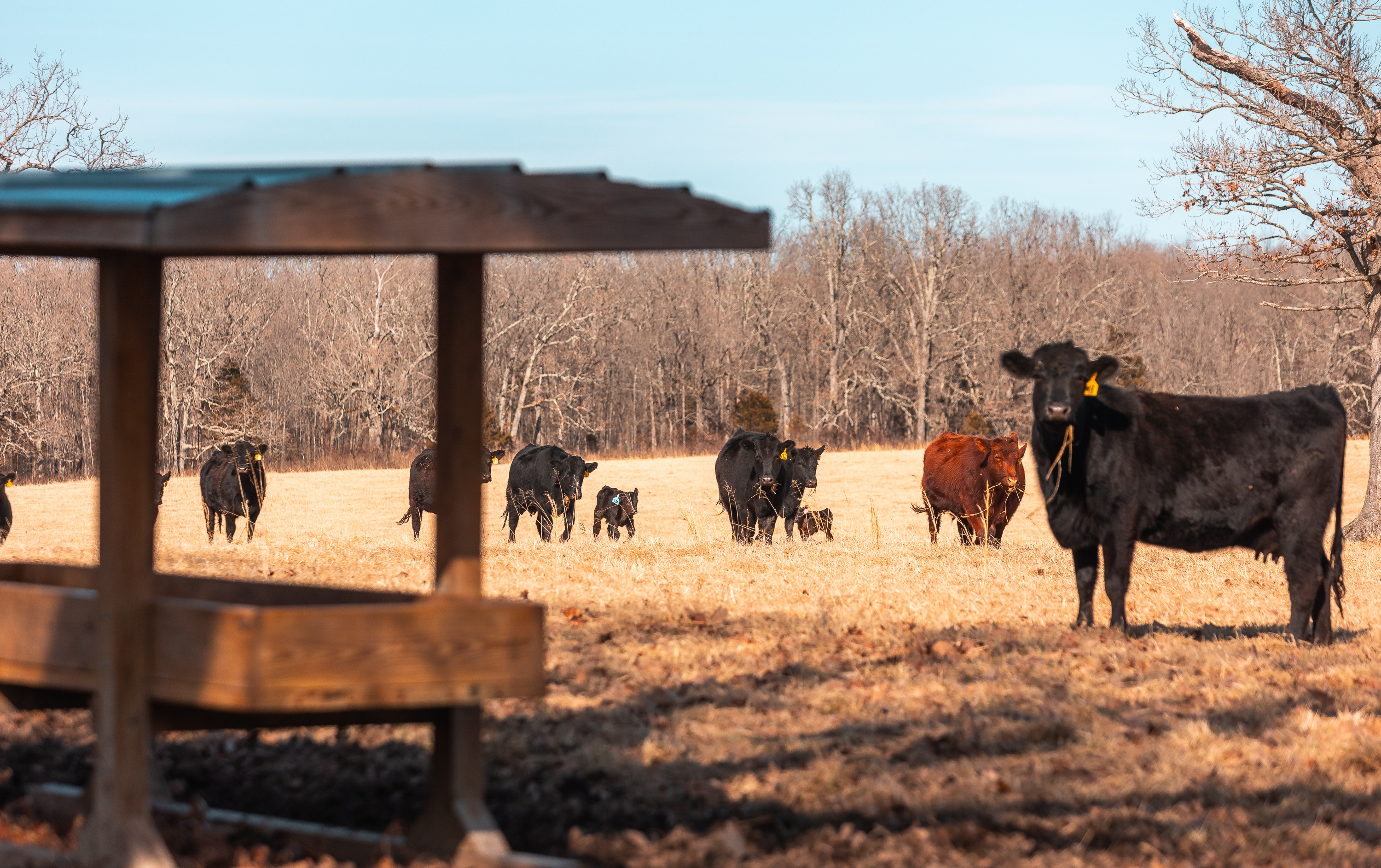 Gasconade Angus Ranch