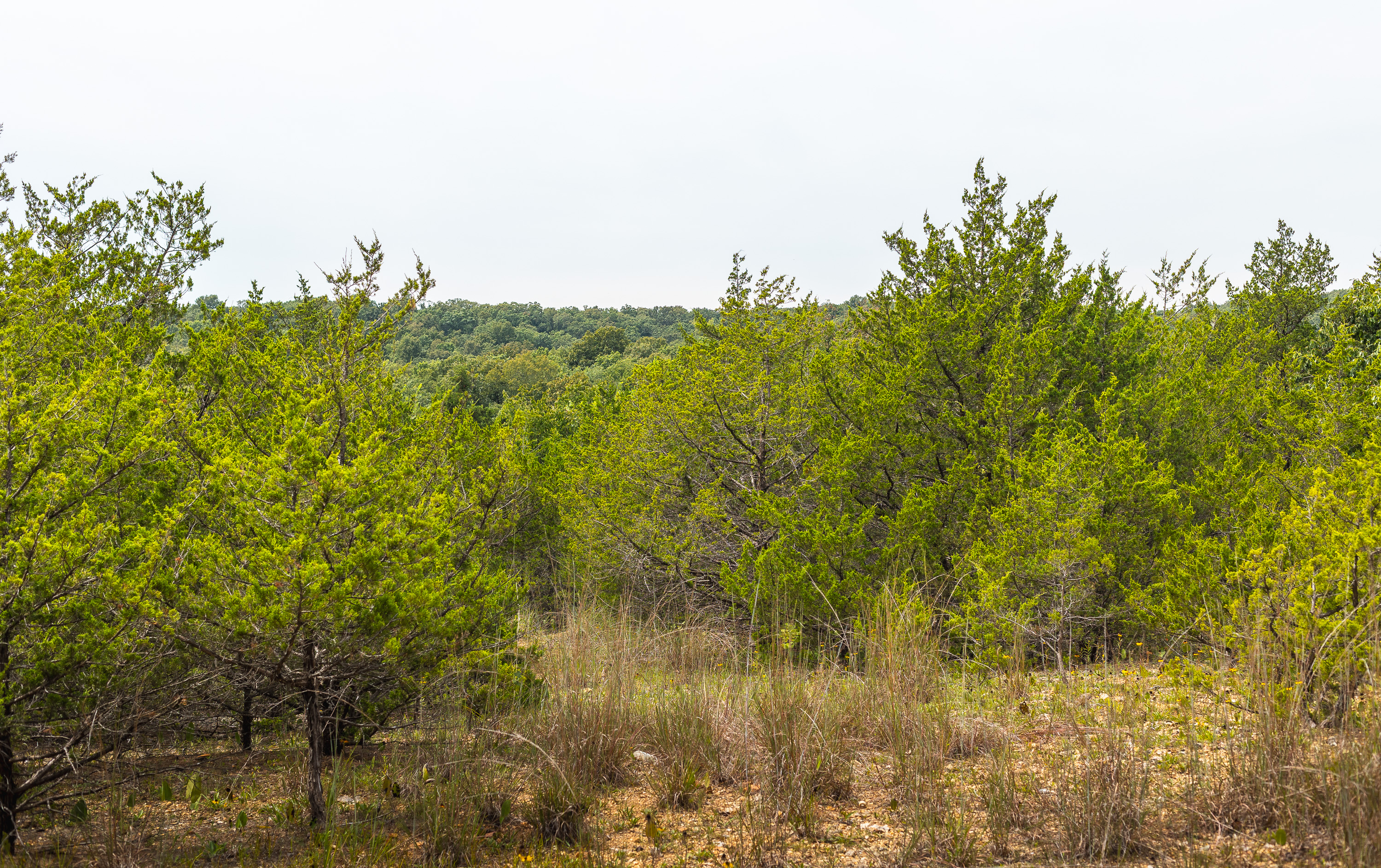 Hickory Hill Hollow