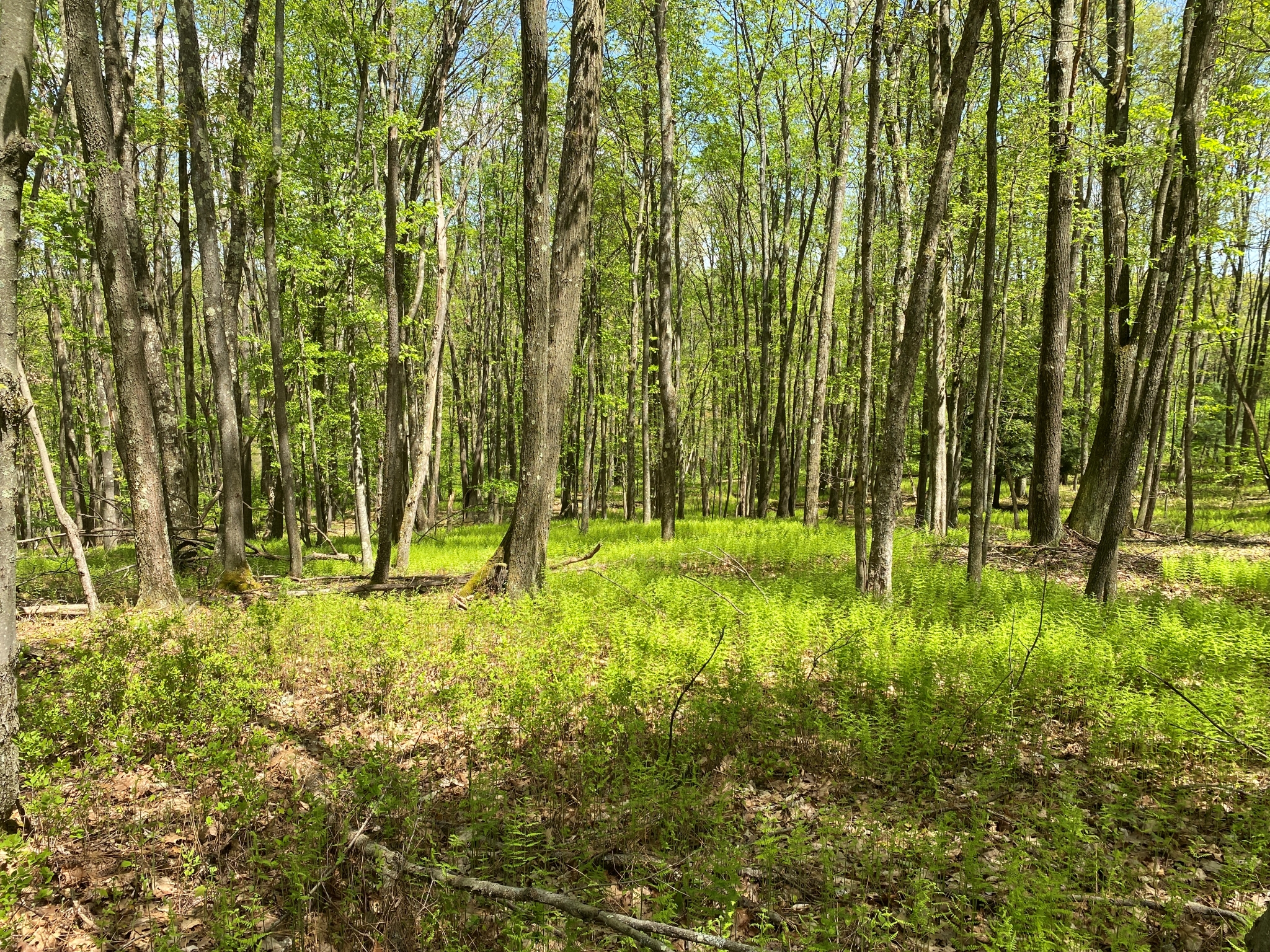 Listing Image 49