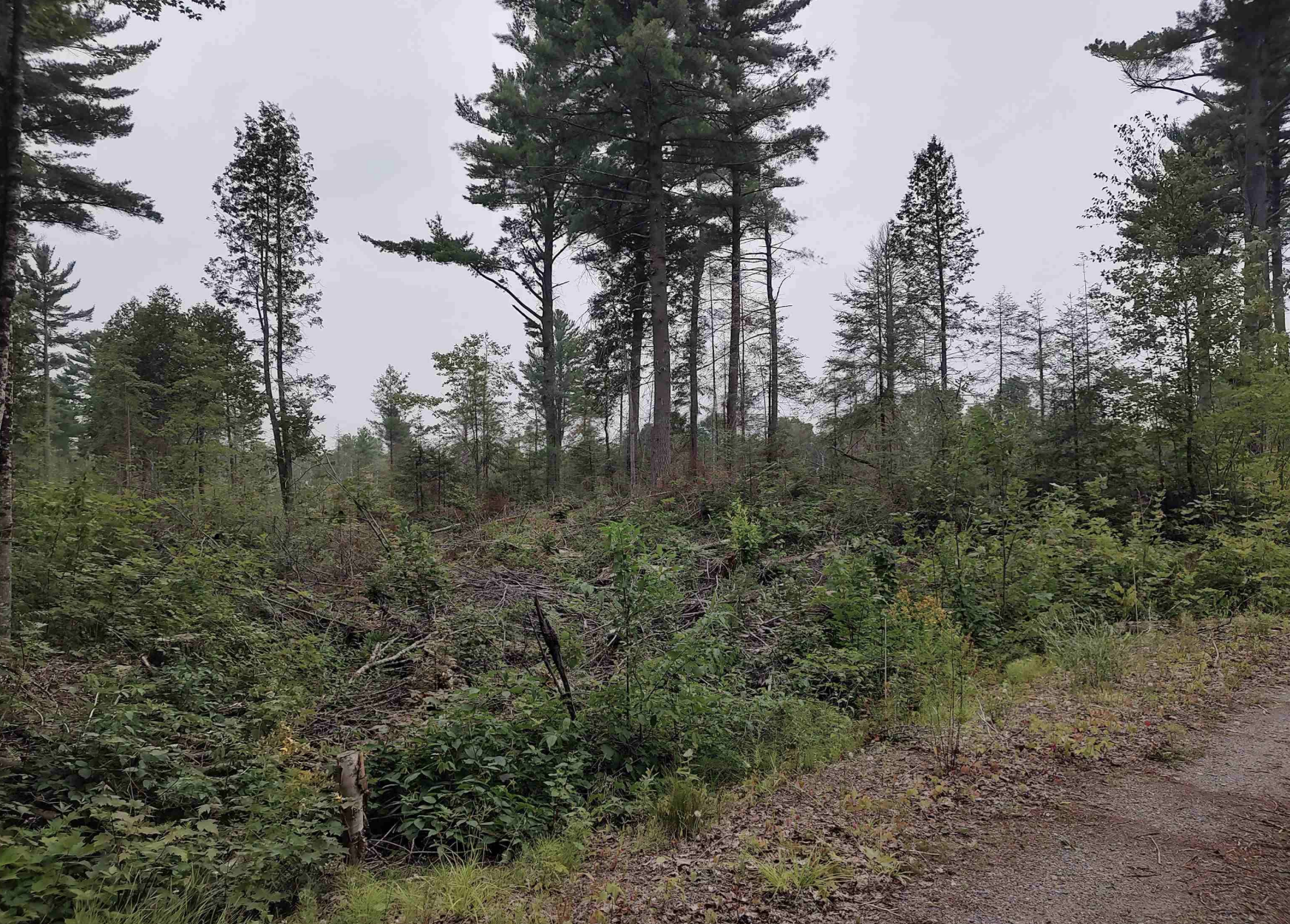 Baraga Wilderness Retreat 50185589