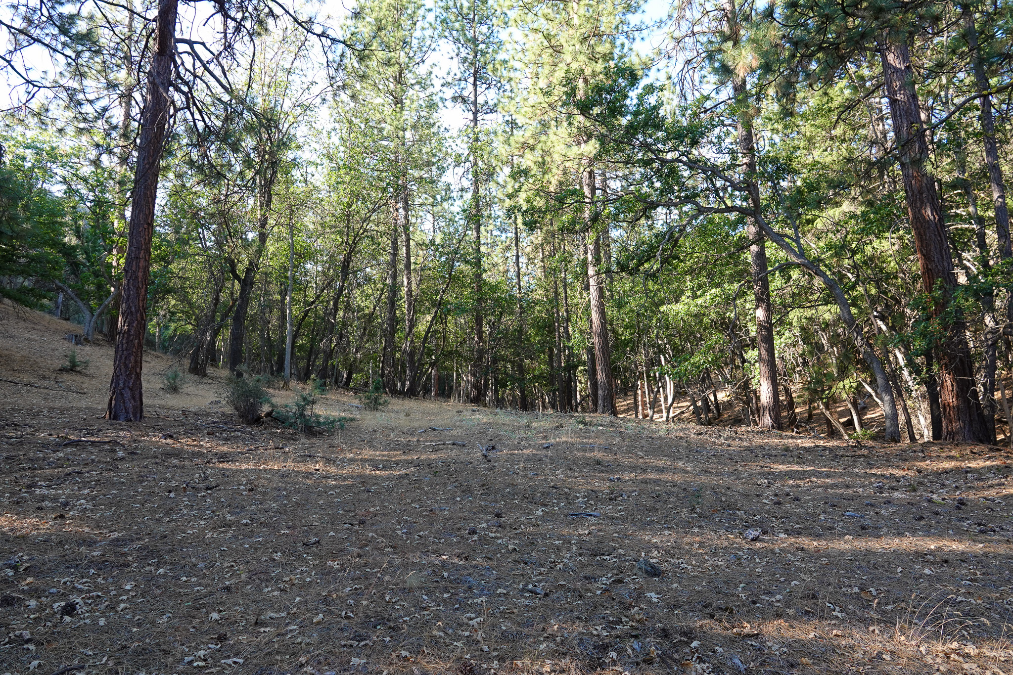 East Road Ragland Gulch Acreage