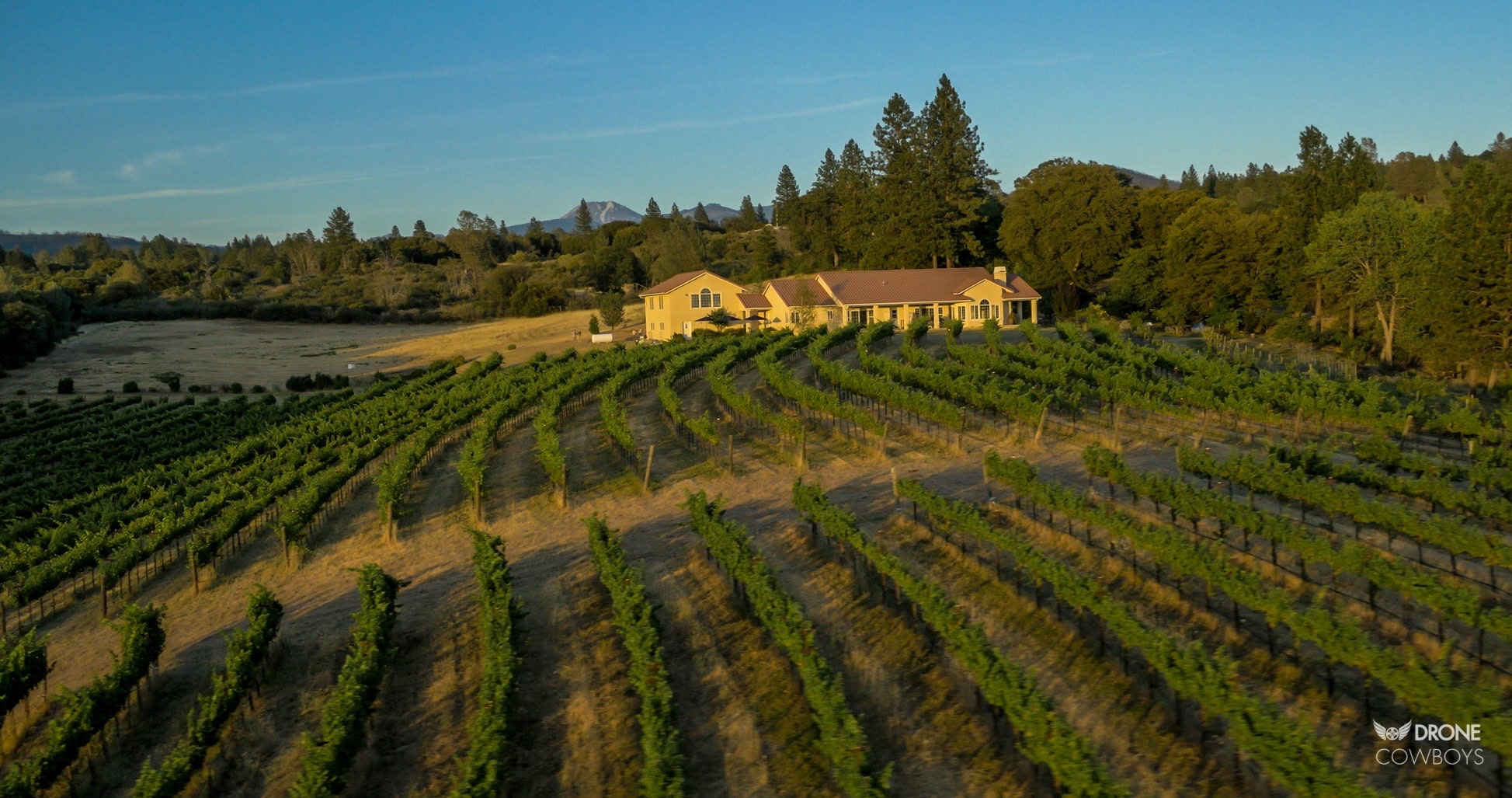 Alger Vineyards and More