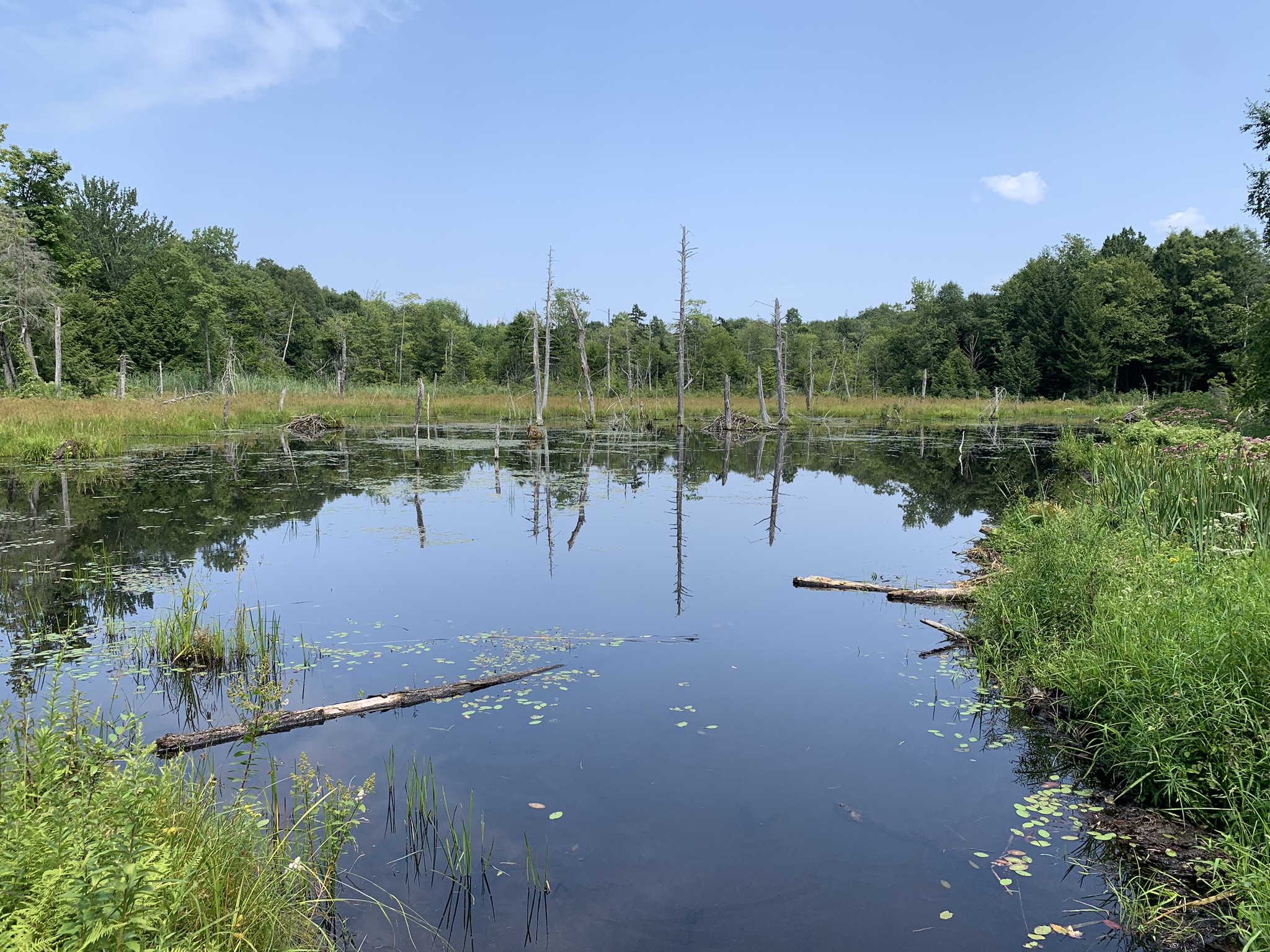 Lyman Brook Forest