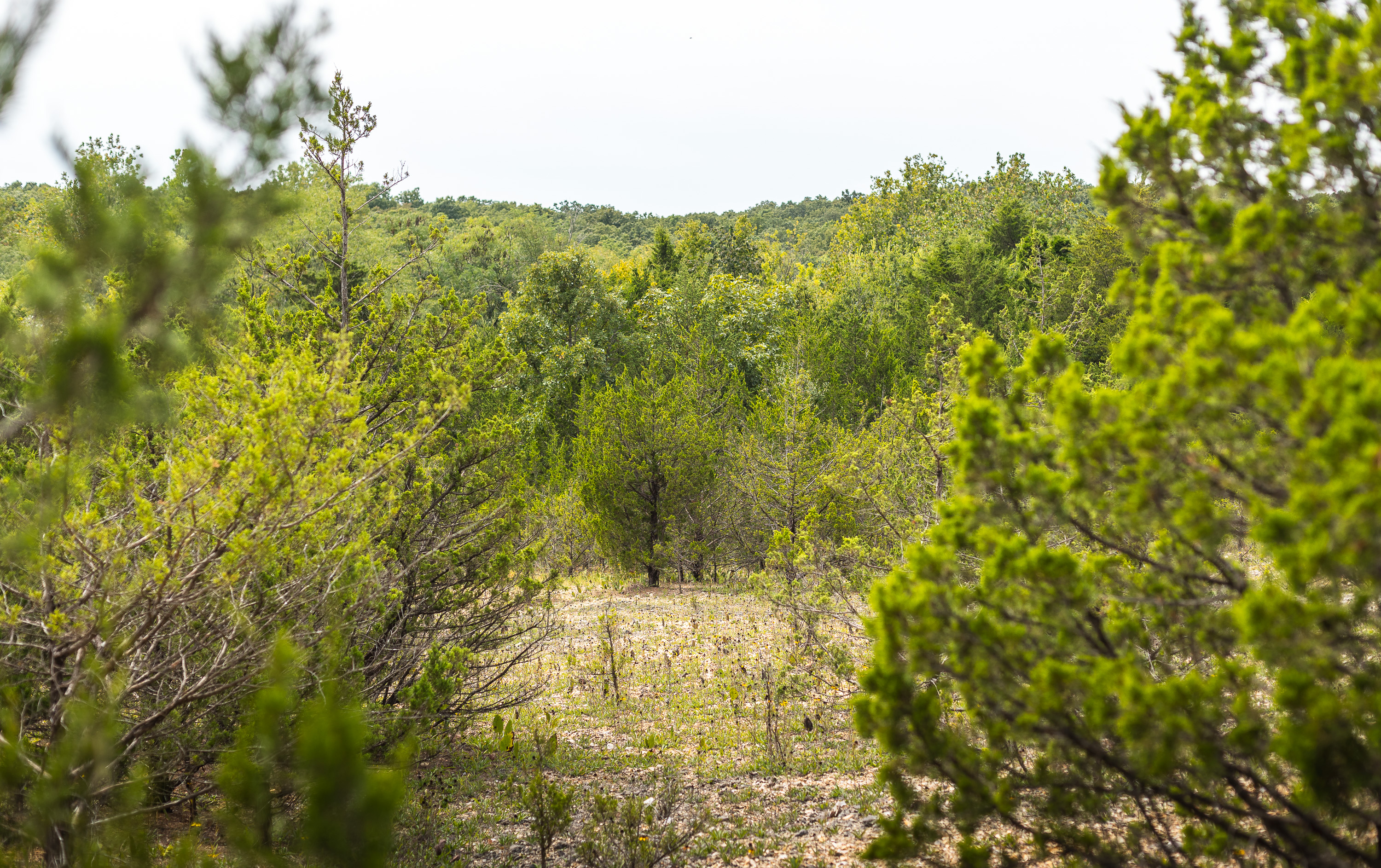 Hickory Hill Hollow