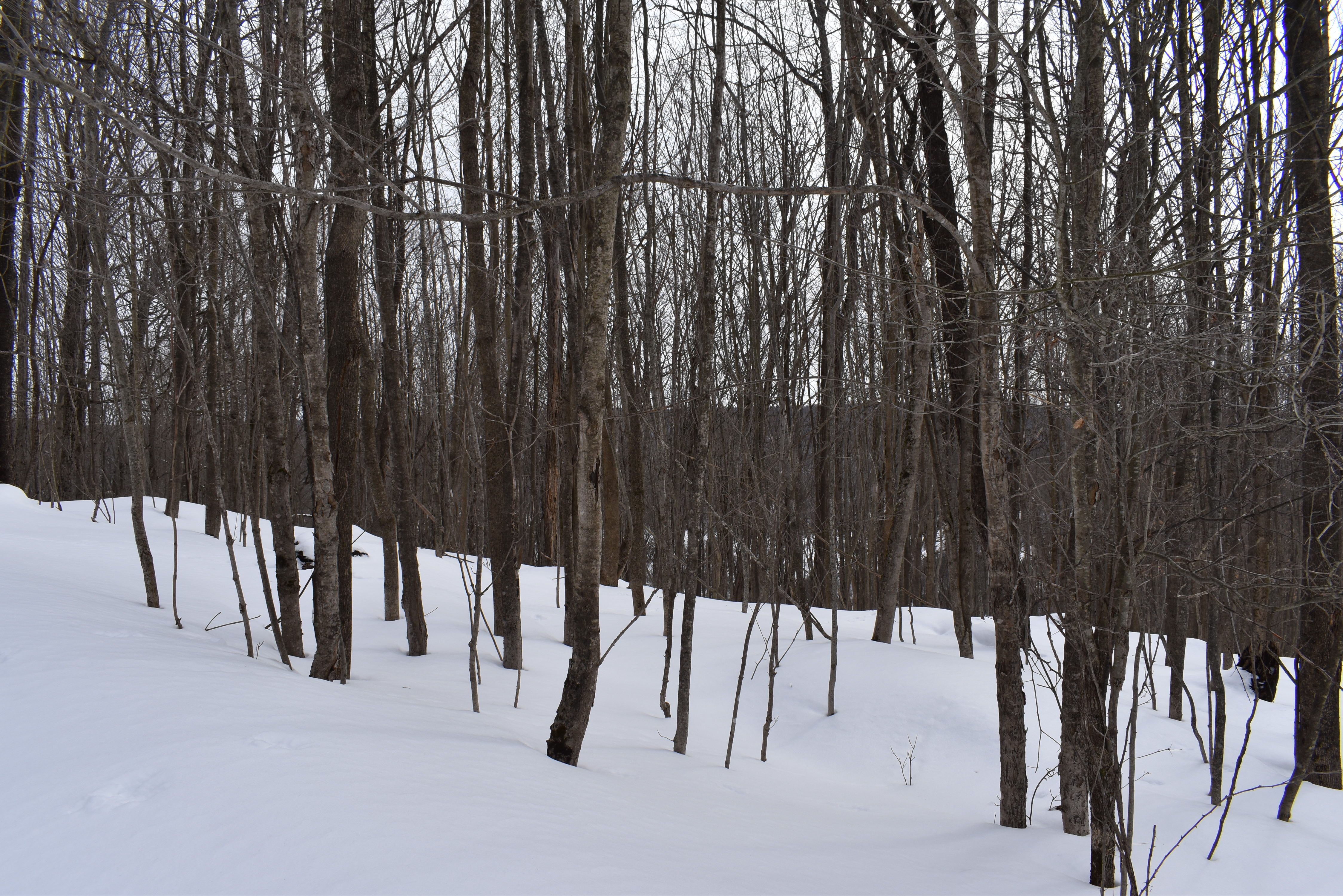 Morgan Hollow