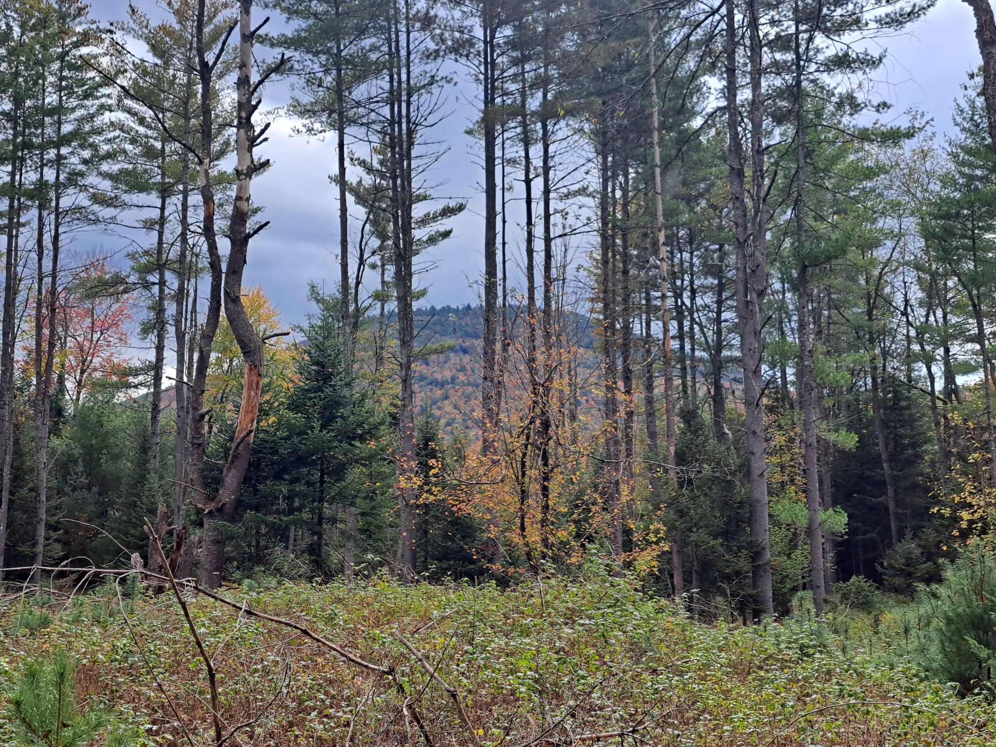 Hudson River Woods & Water