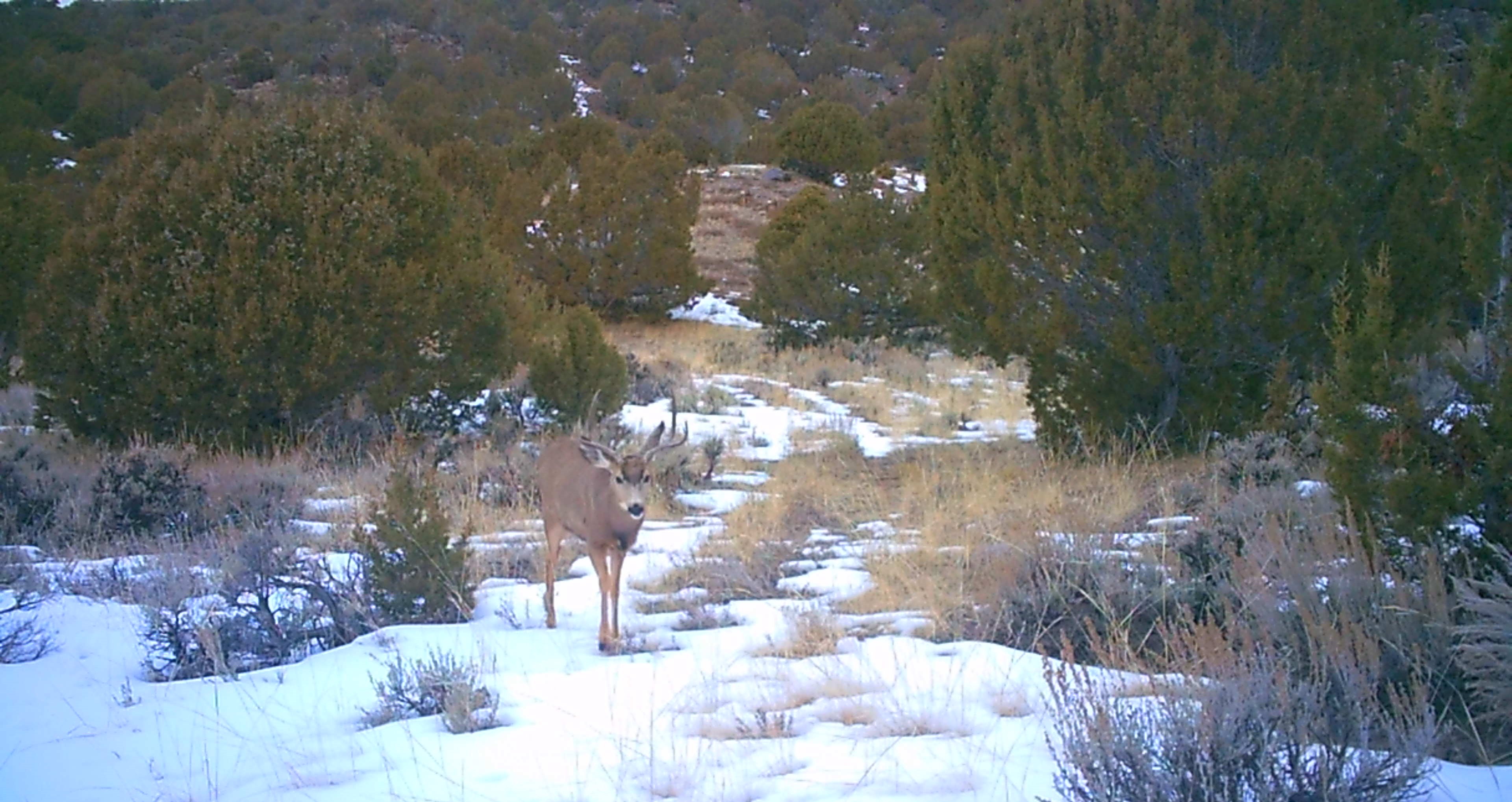 Maybell Grazing & Big Game Ranch