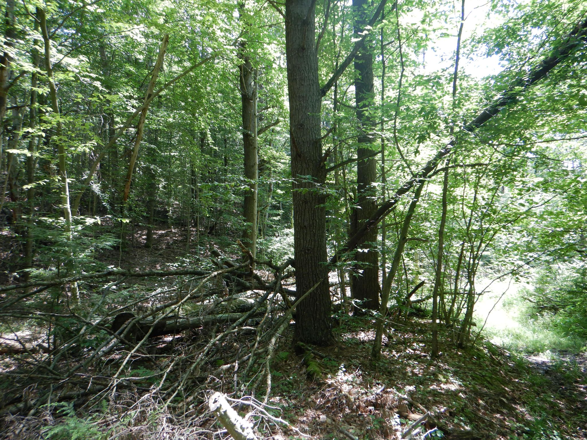 Chaffee Creek