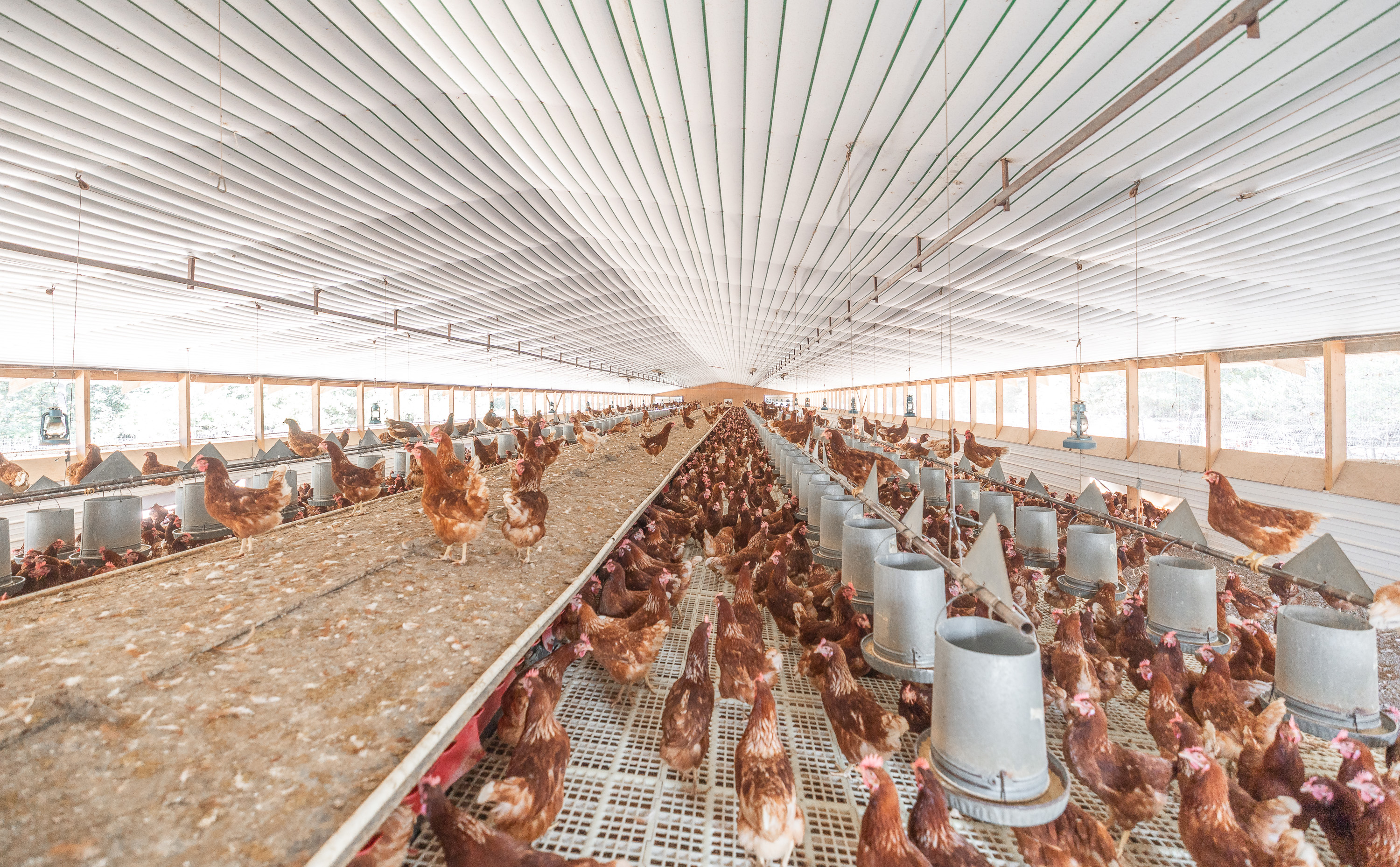 Cage Free Chicken Farm