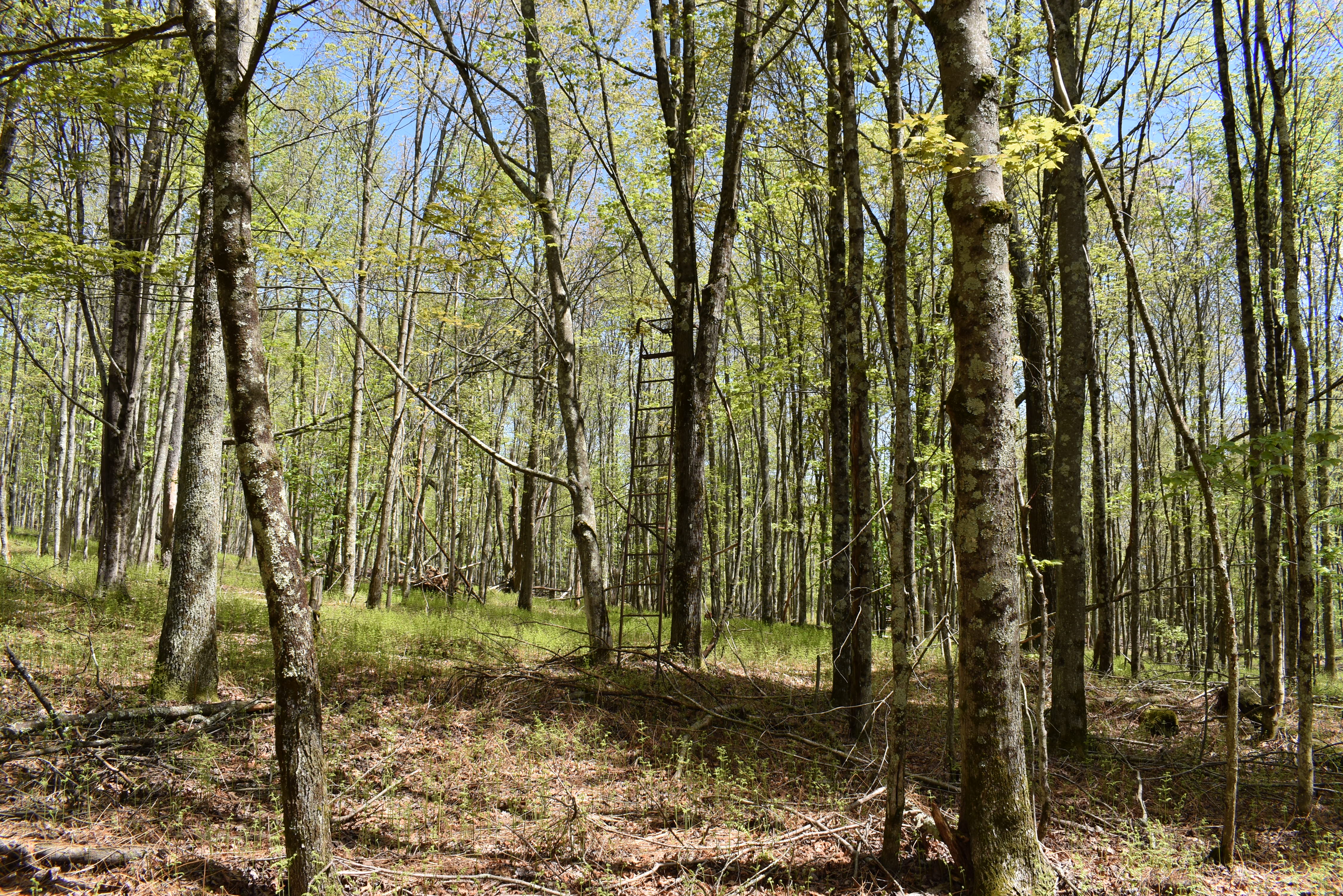 Grugan Hollow