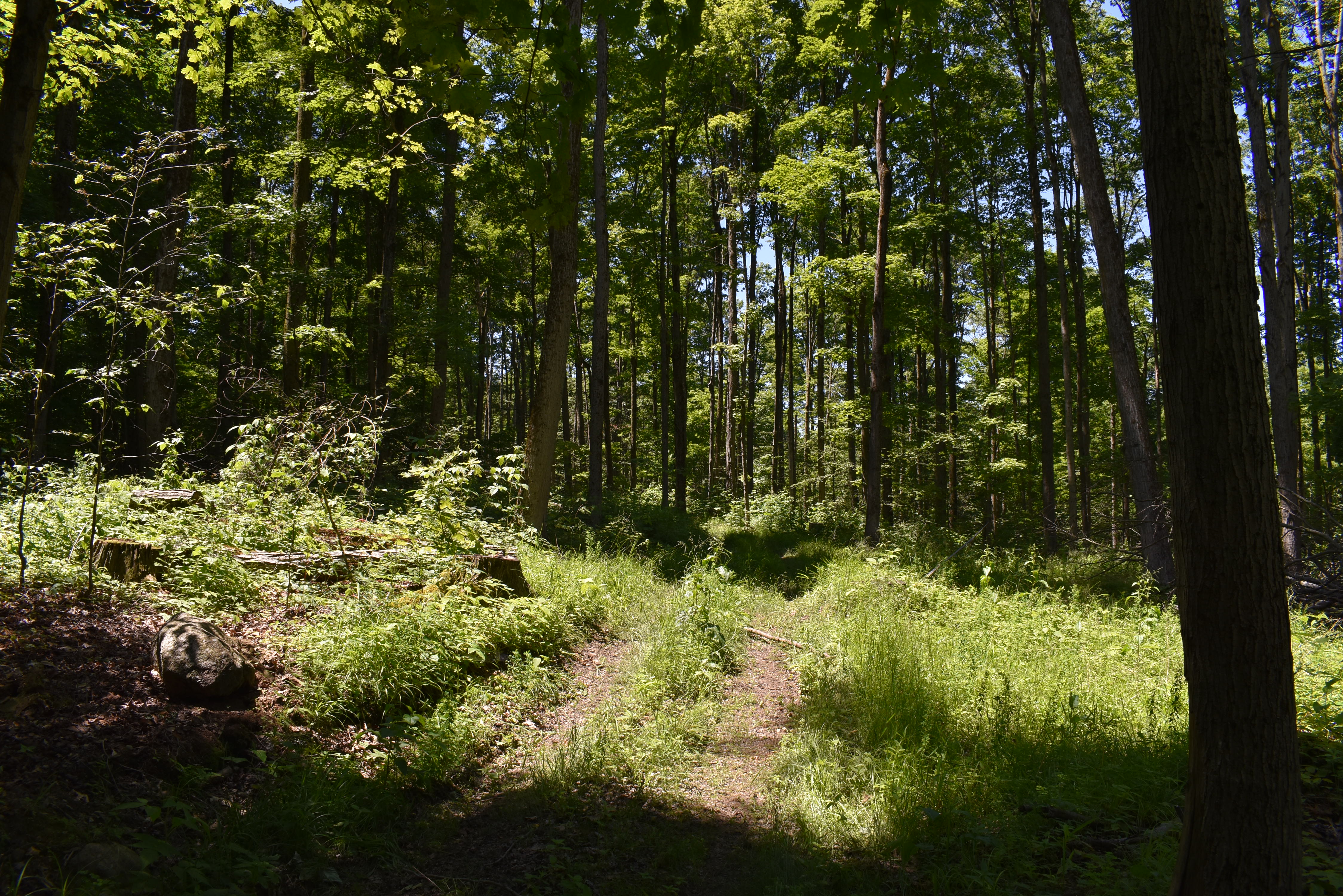 Fabulous Farrington Hollow