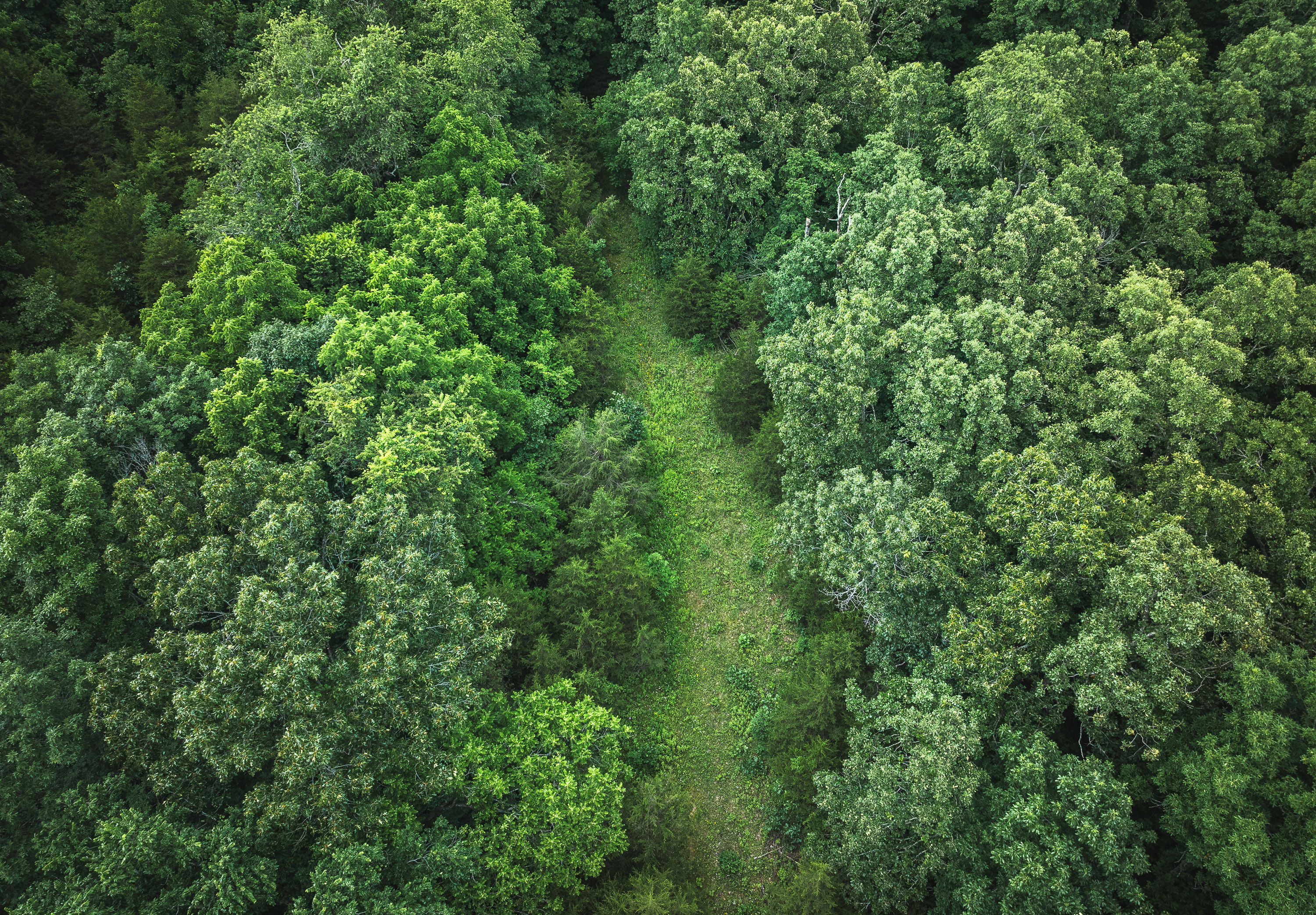 Kimble Glade