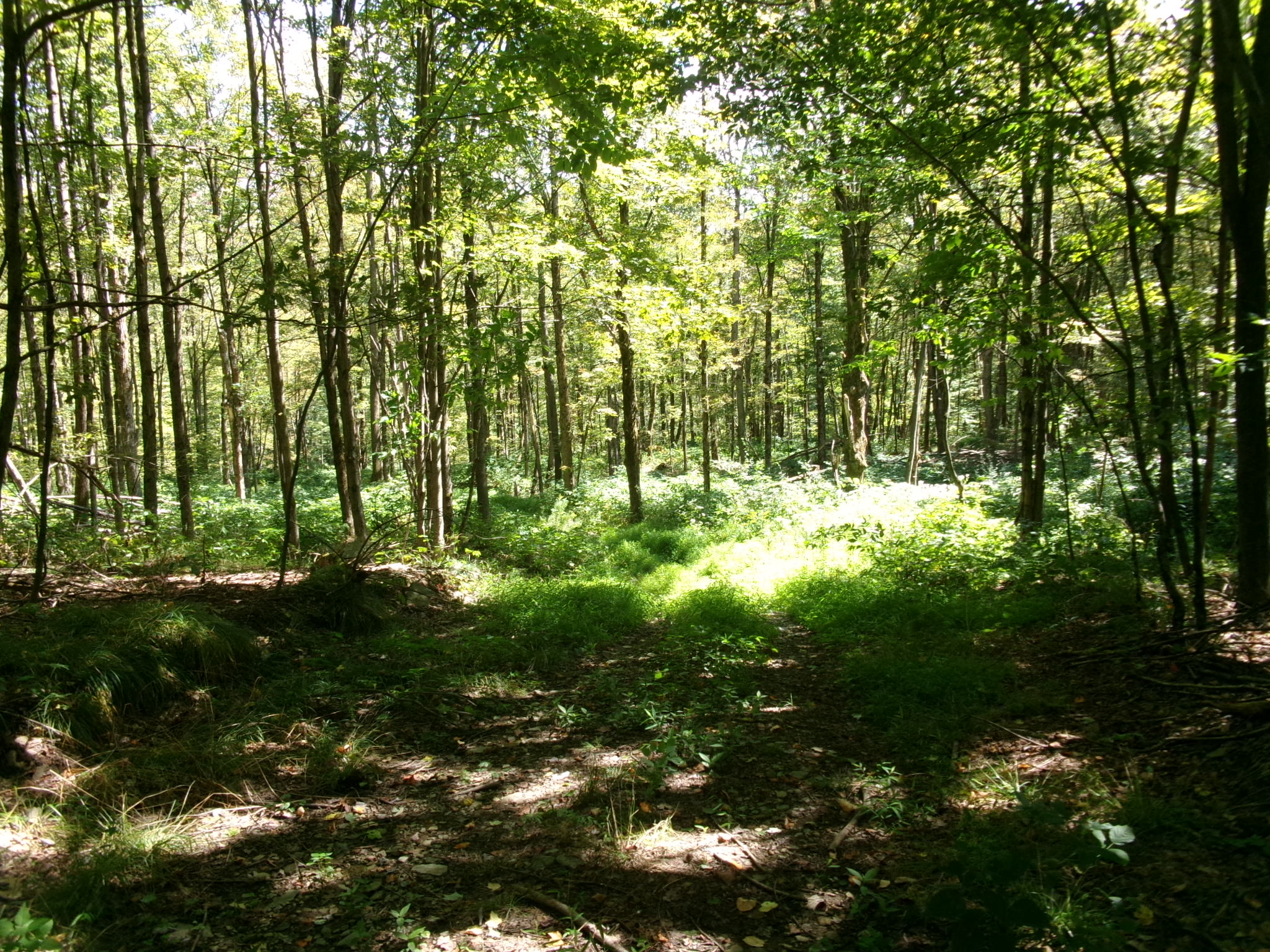 Listing Image 58