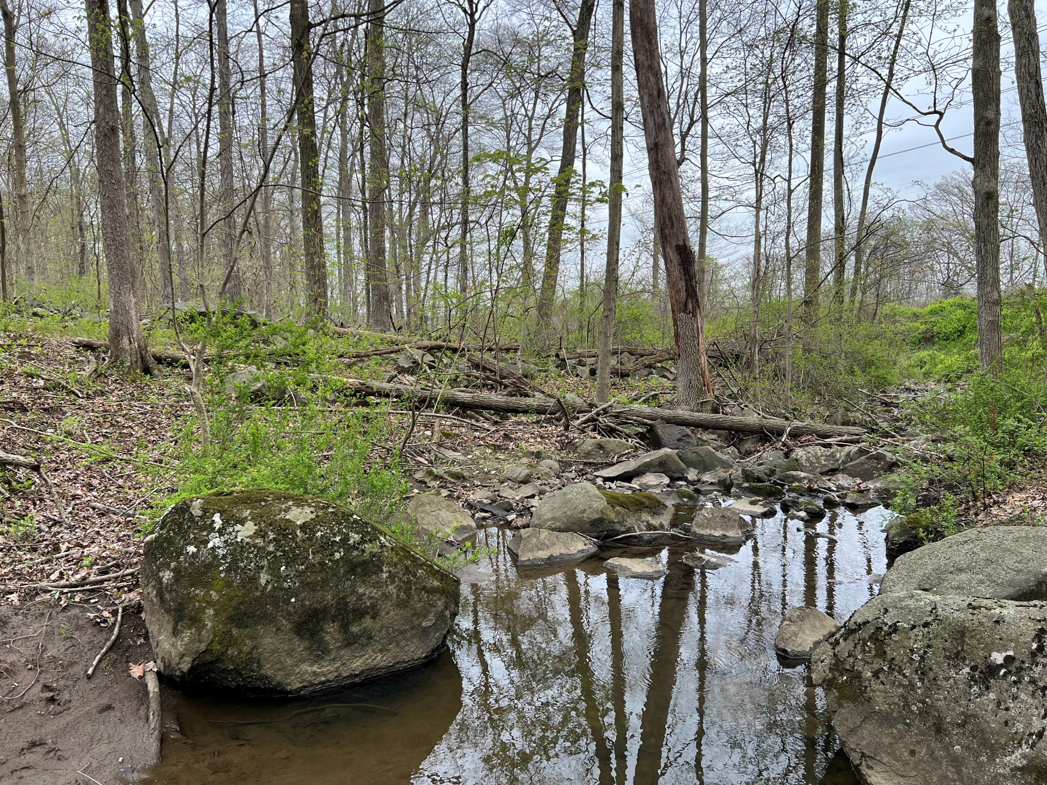 Etown Woodlands