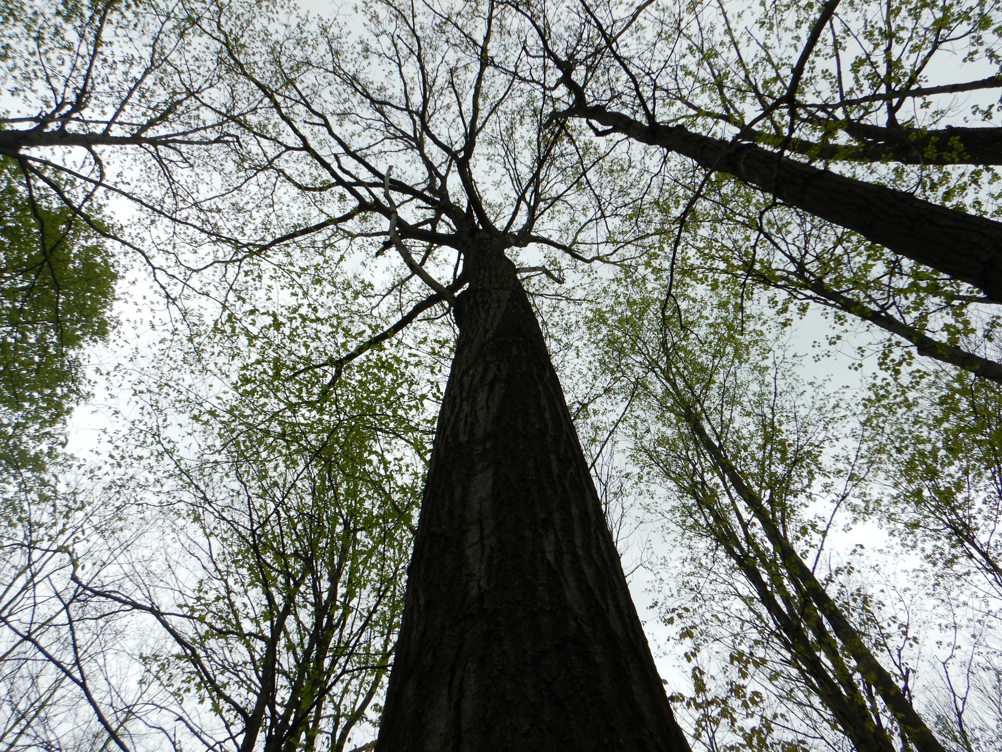 Big Oak Beauty