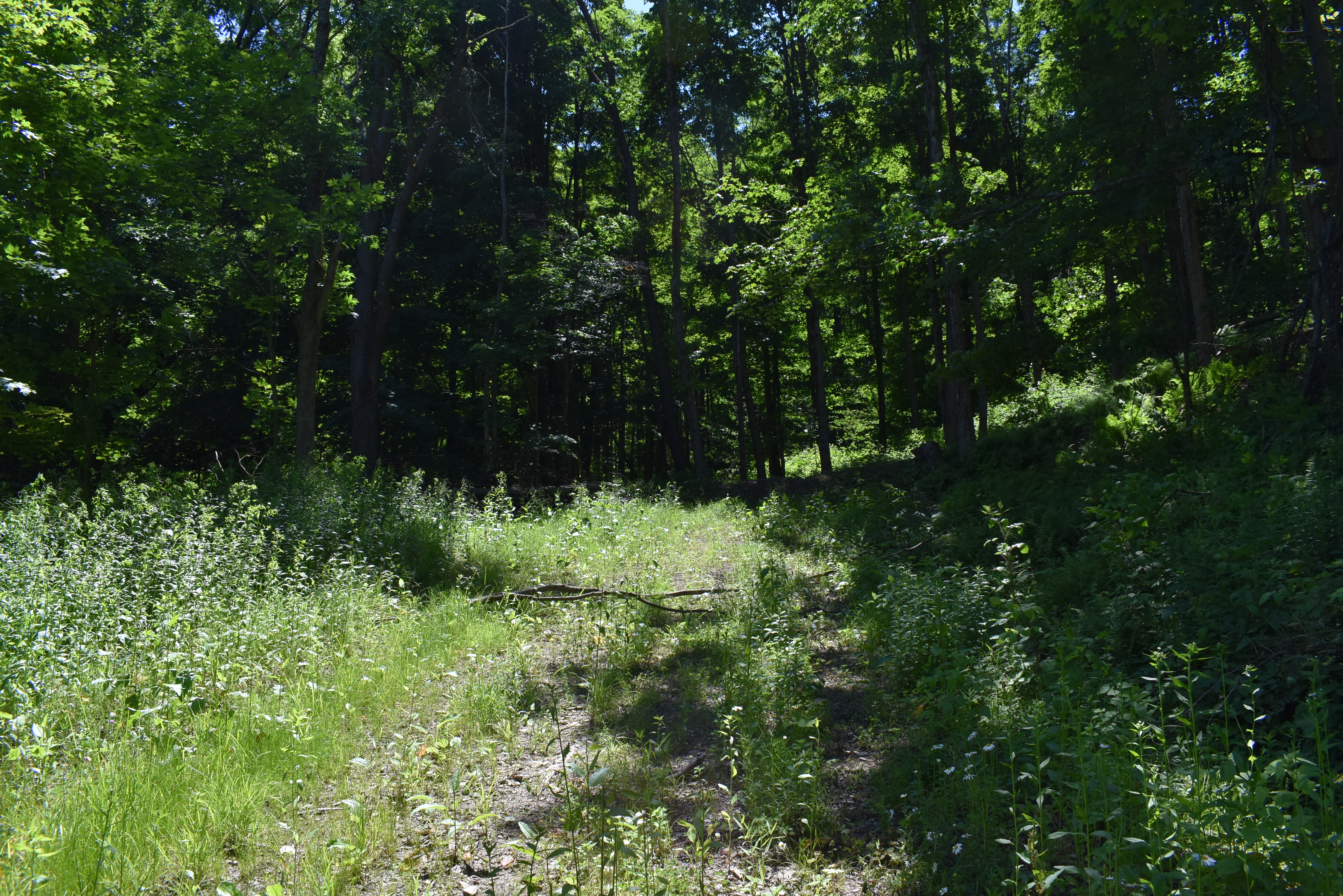 Fabulous Farrington Hollow