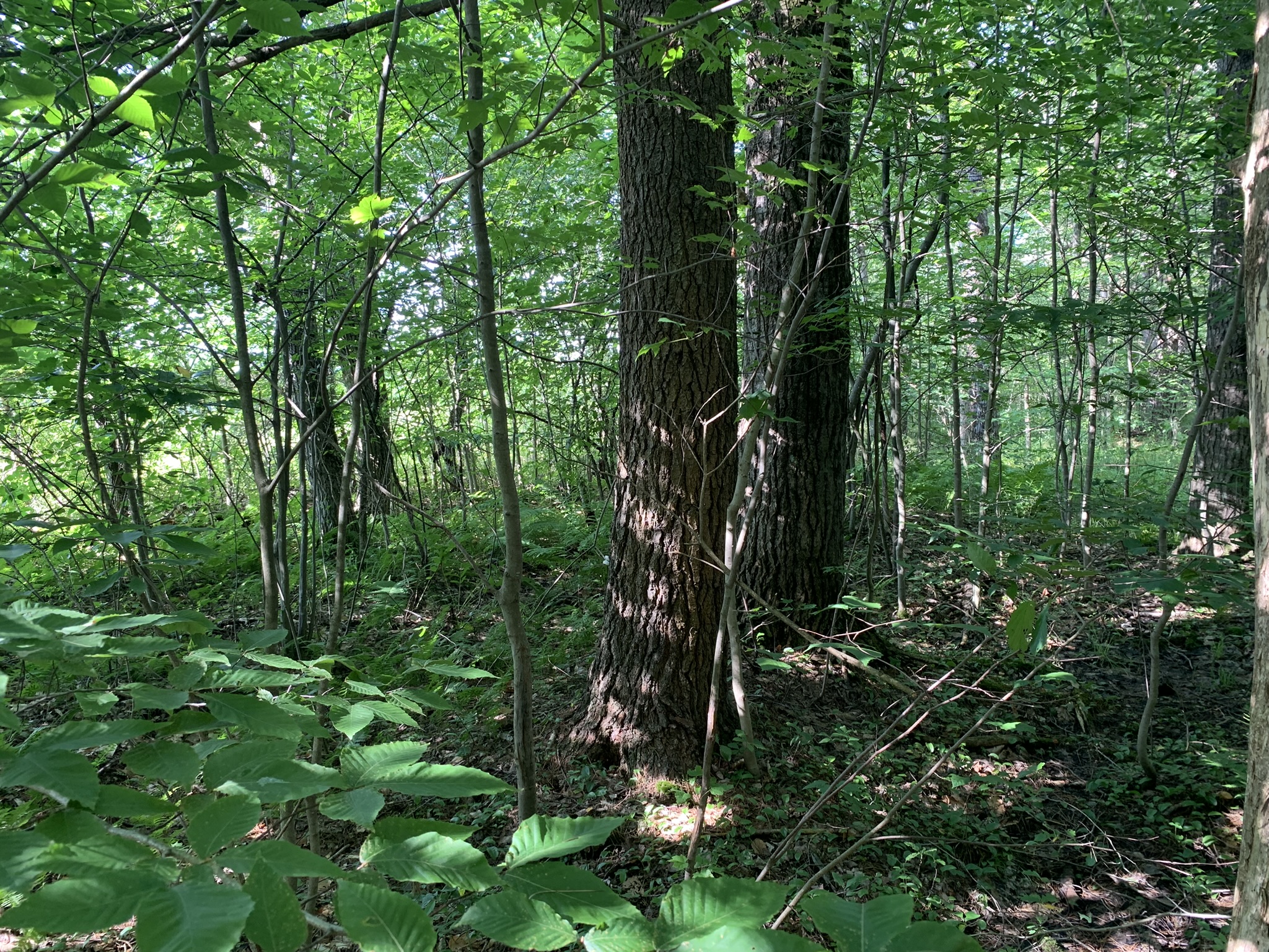 Middle Branch of the Oswegatchie