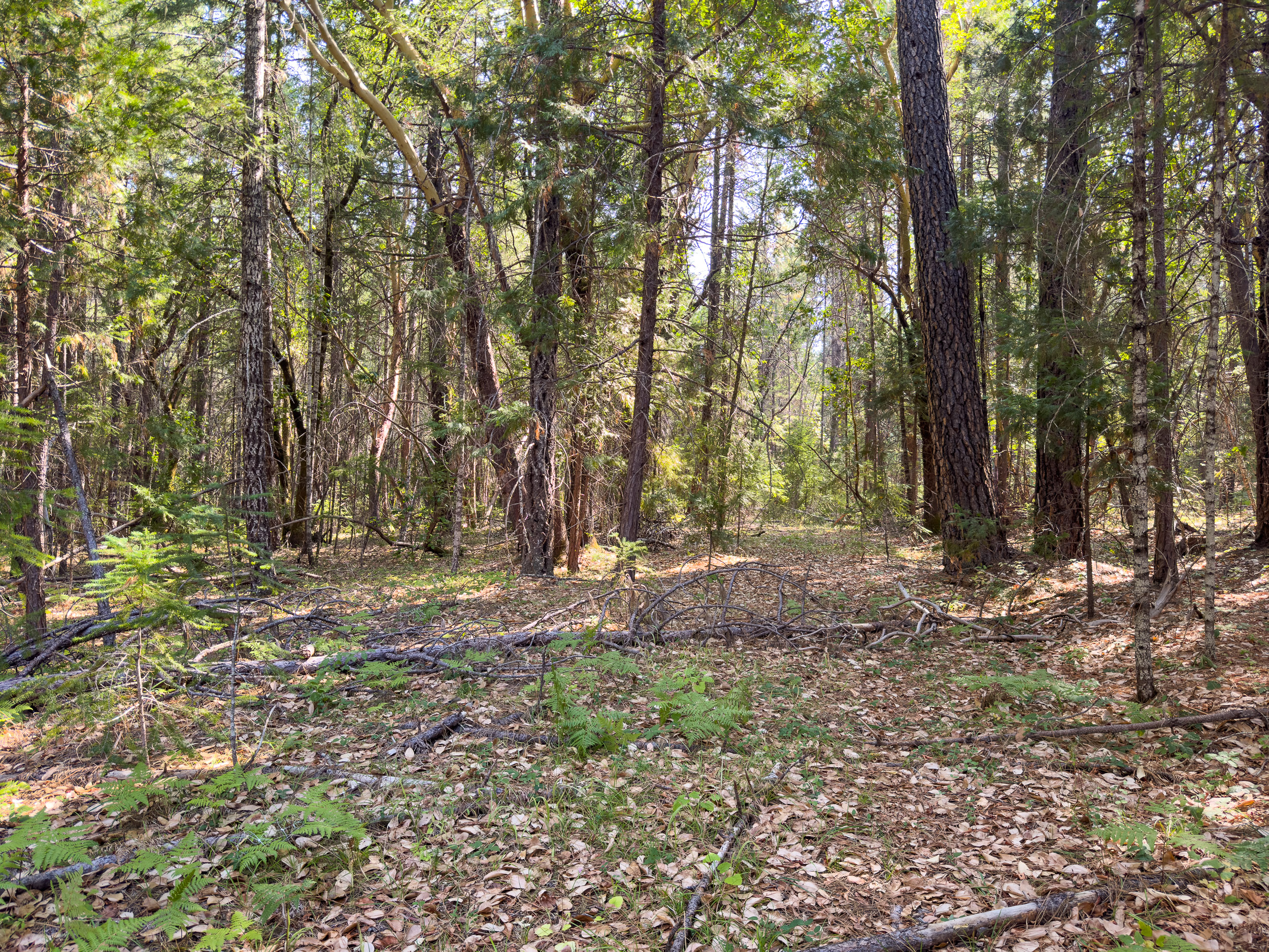 Pleasant Creek Road TL301