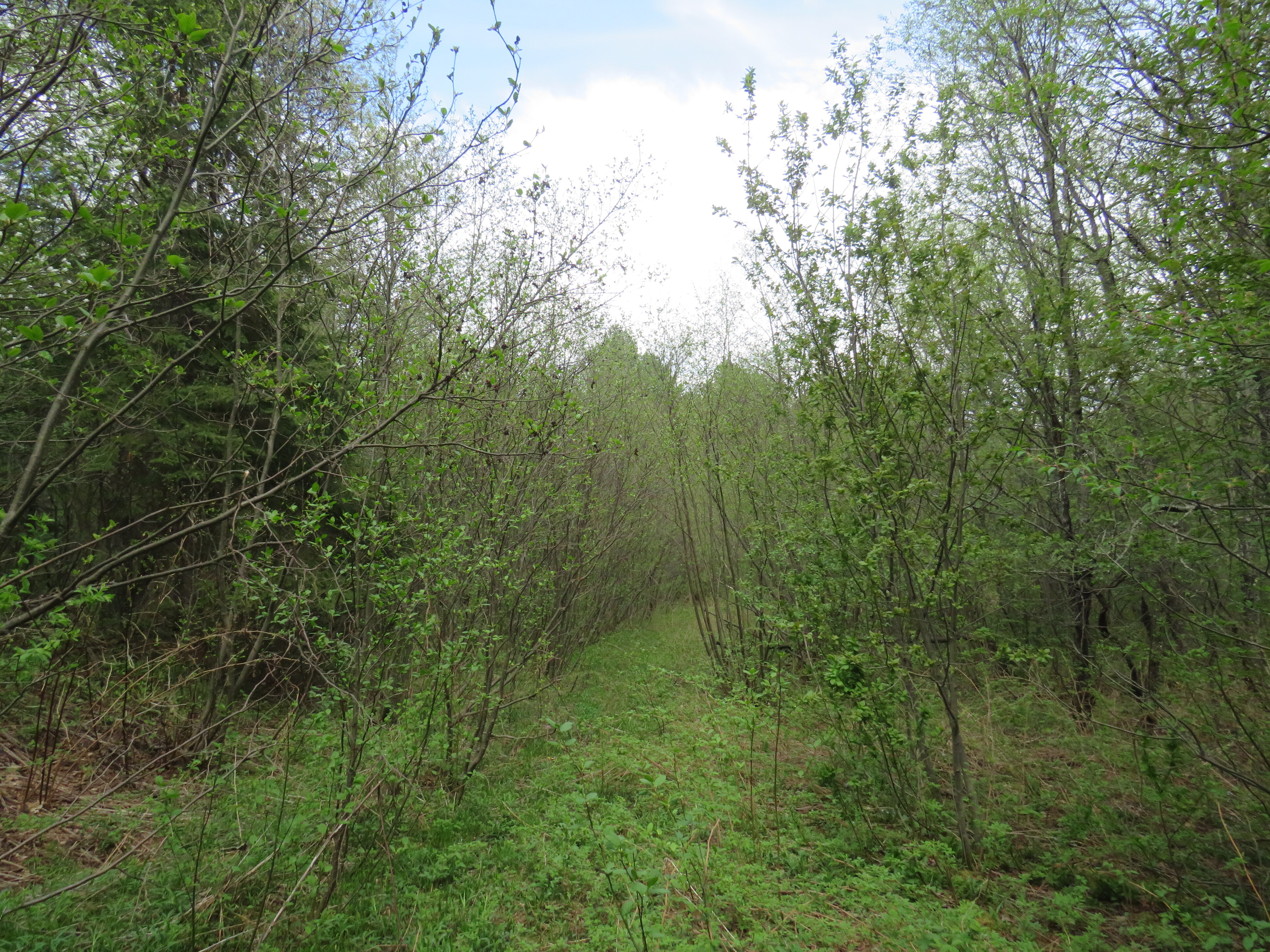 160 Acre Wilderness Retreat 50175391