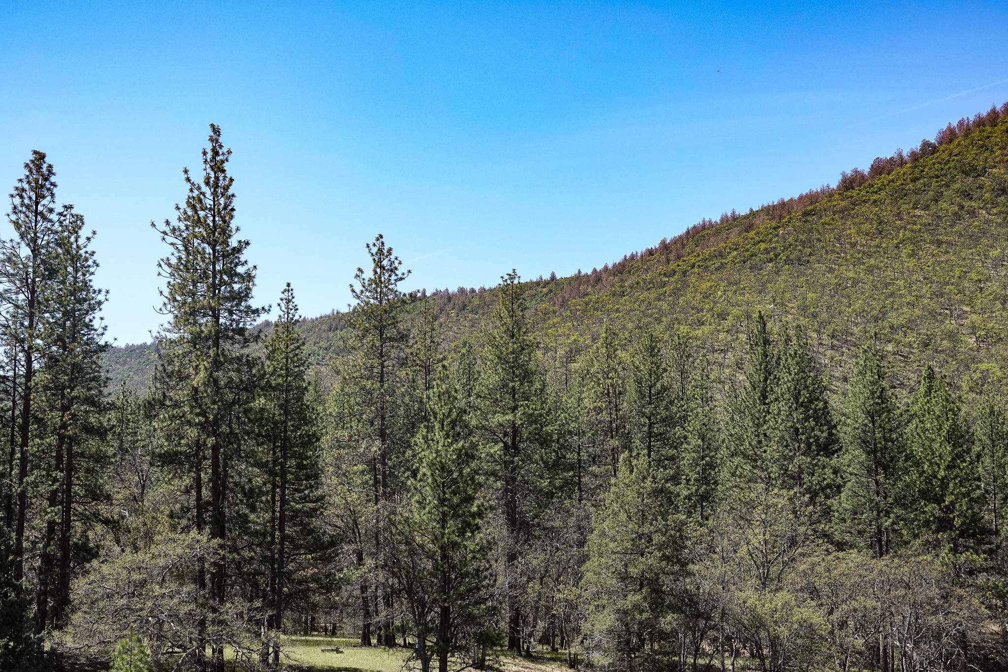 East Road Ragland Gulch Acreage