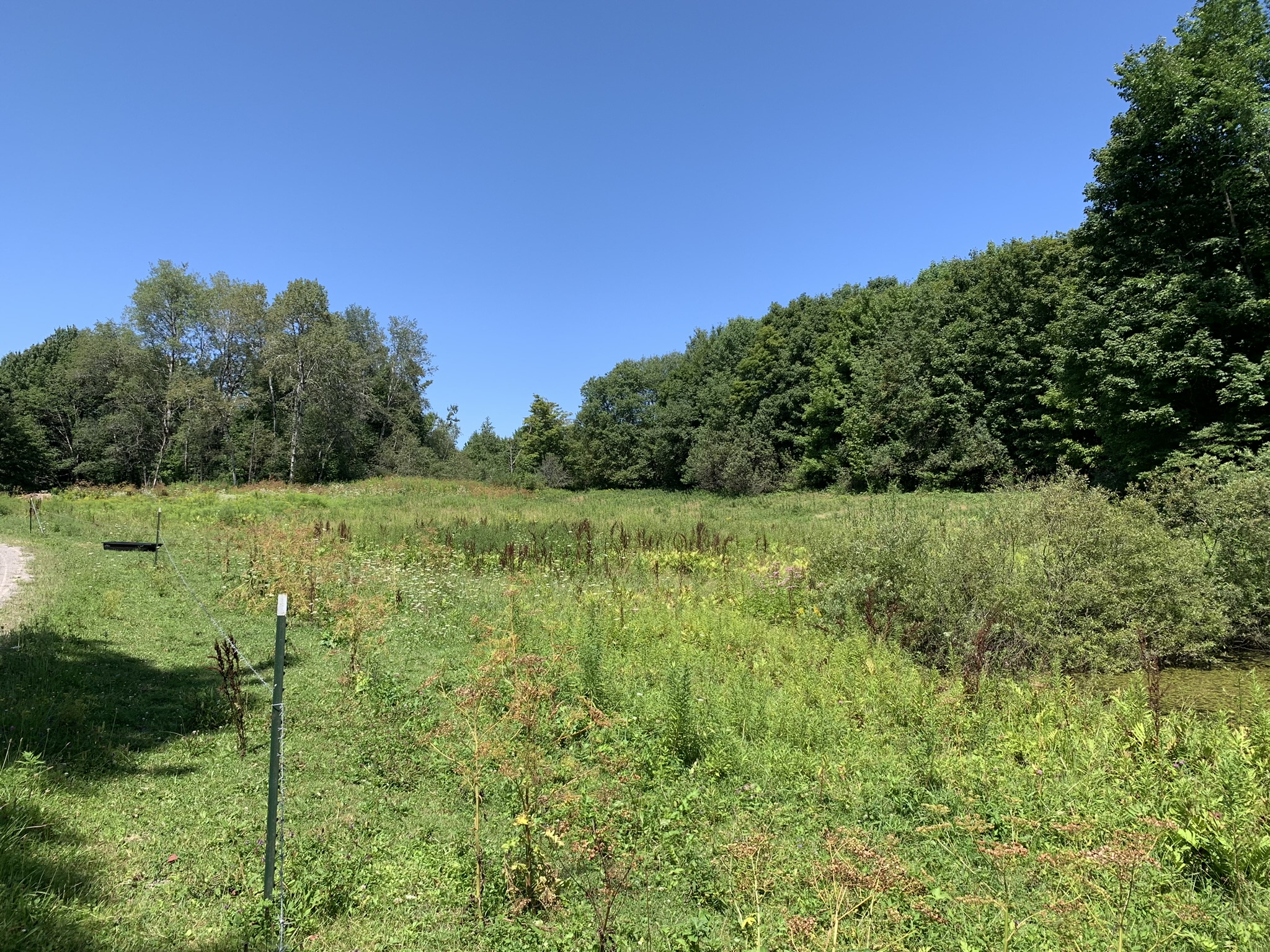 Lyman Brook Forest