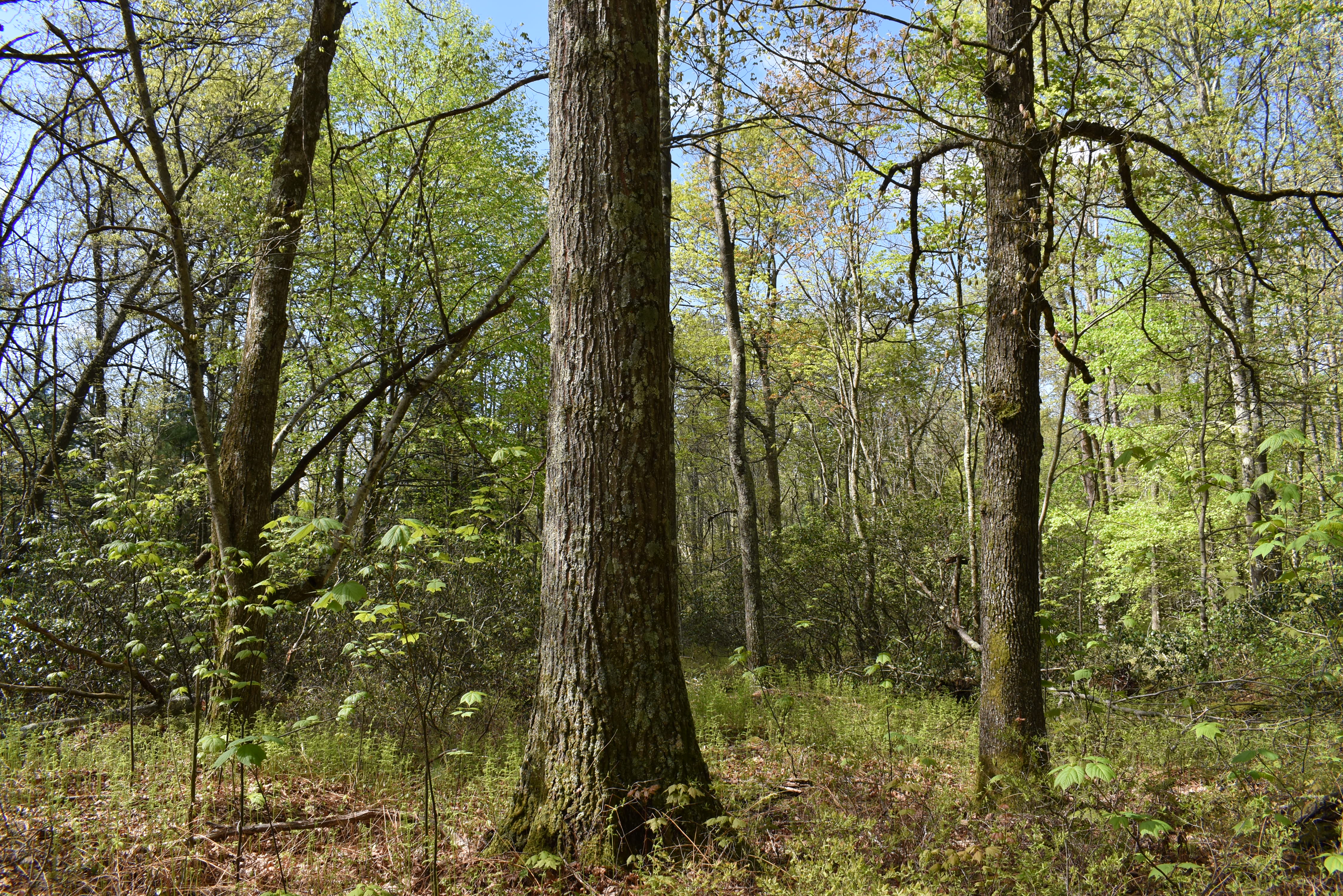 Grugan Hollow