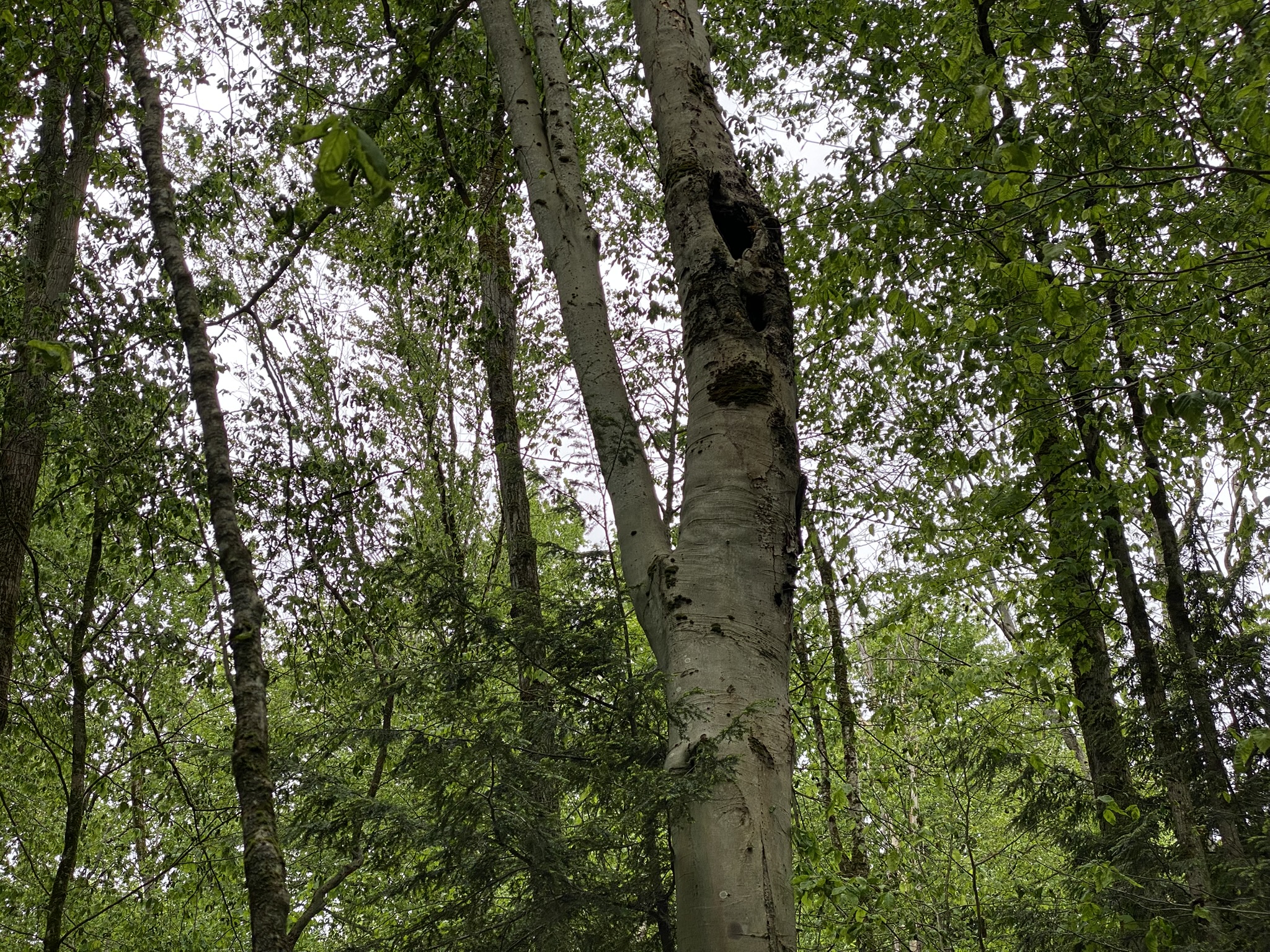 Little Salmon River Country