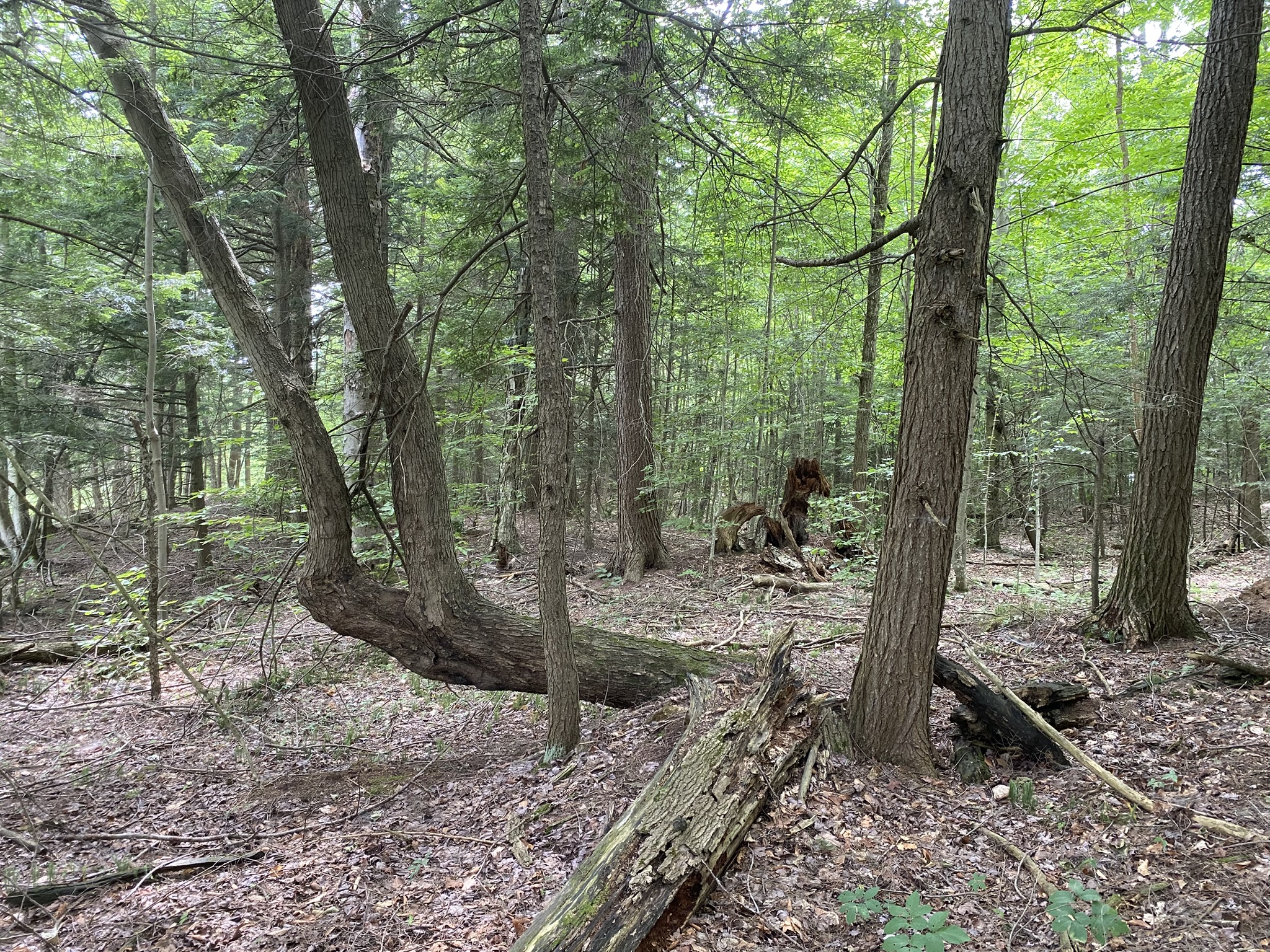 Listing Image 89