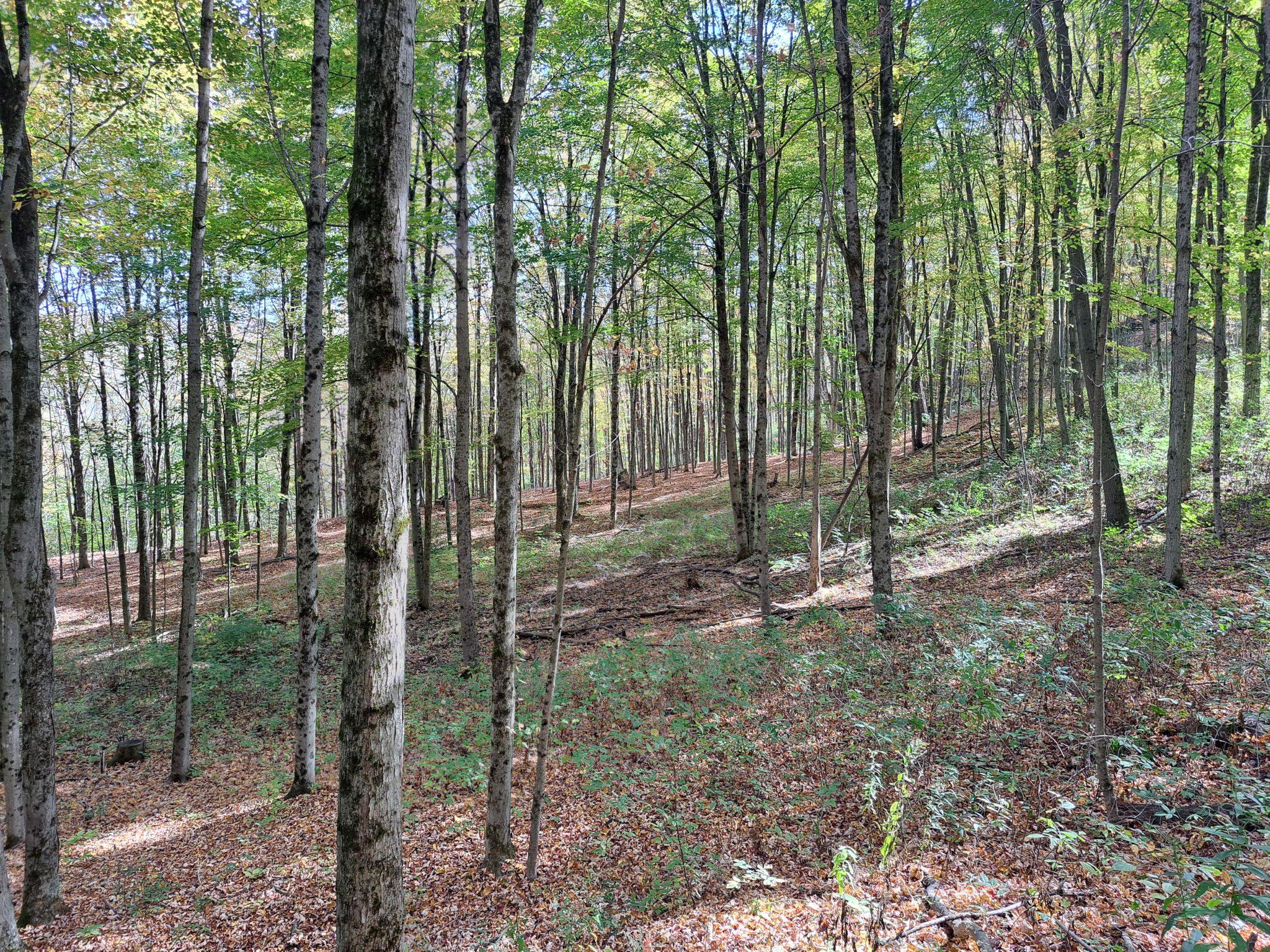 Listing Image 69