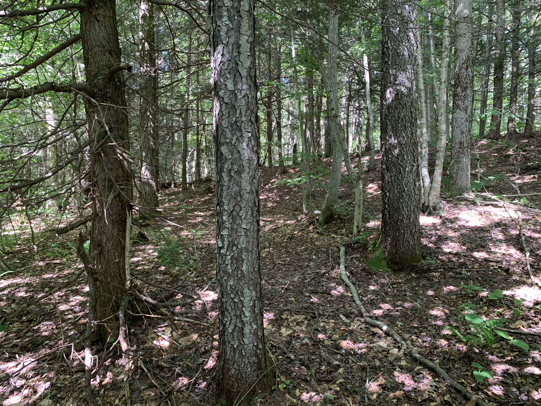 Lyman Brook Forest