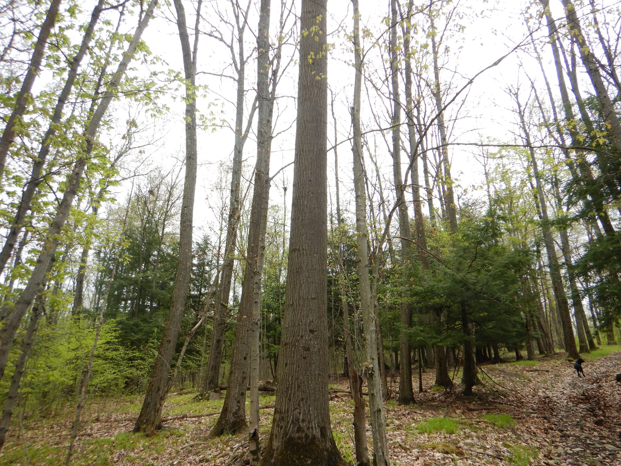 Big Oak Beauty