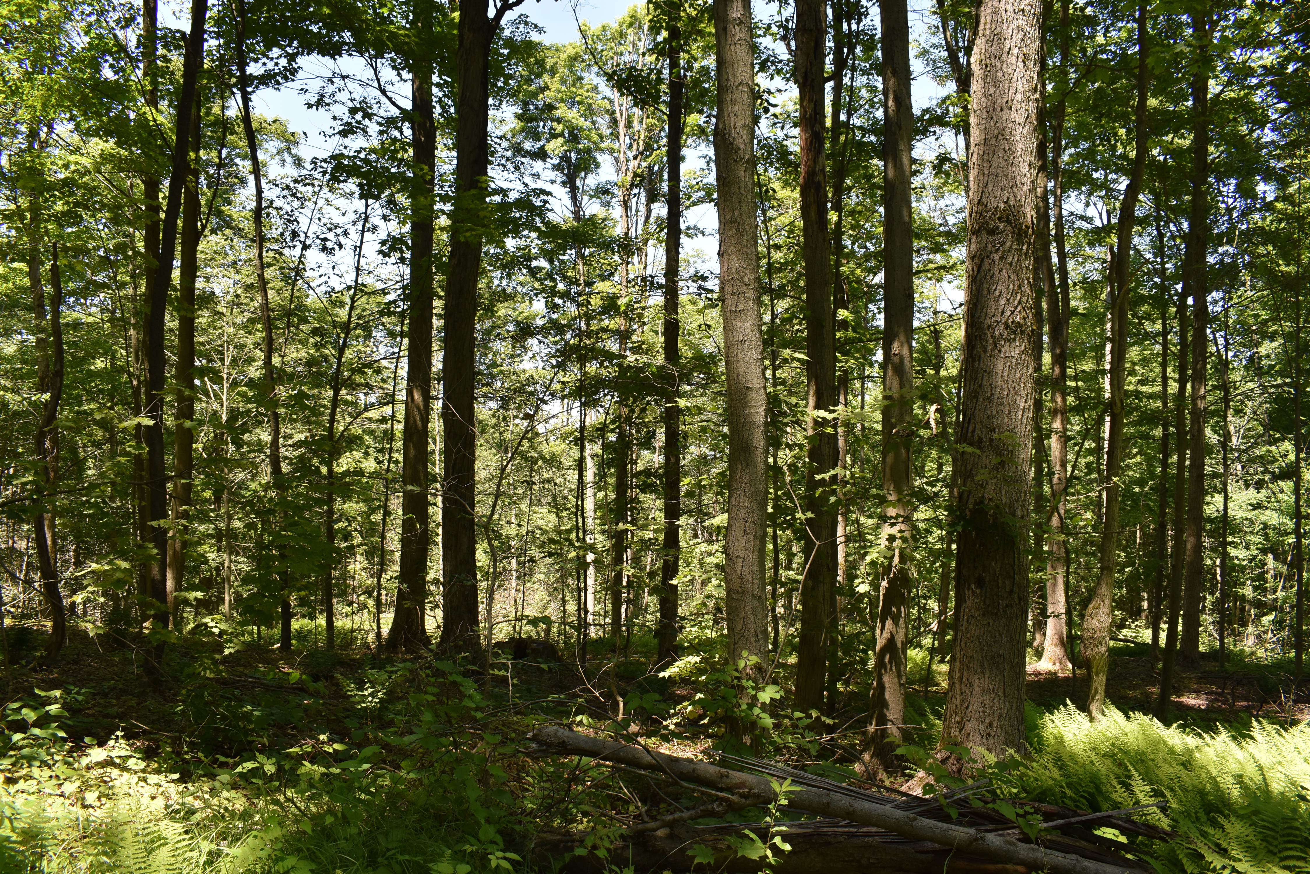 Fabulous Farrington Hollow