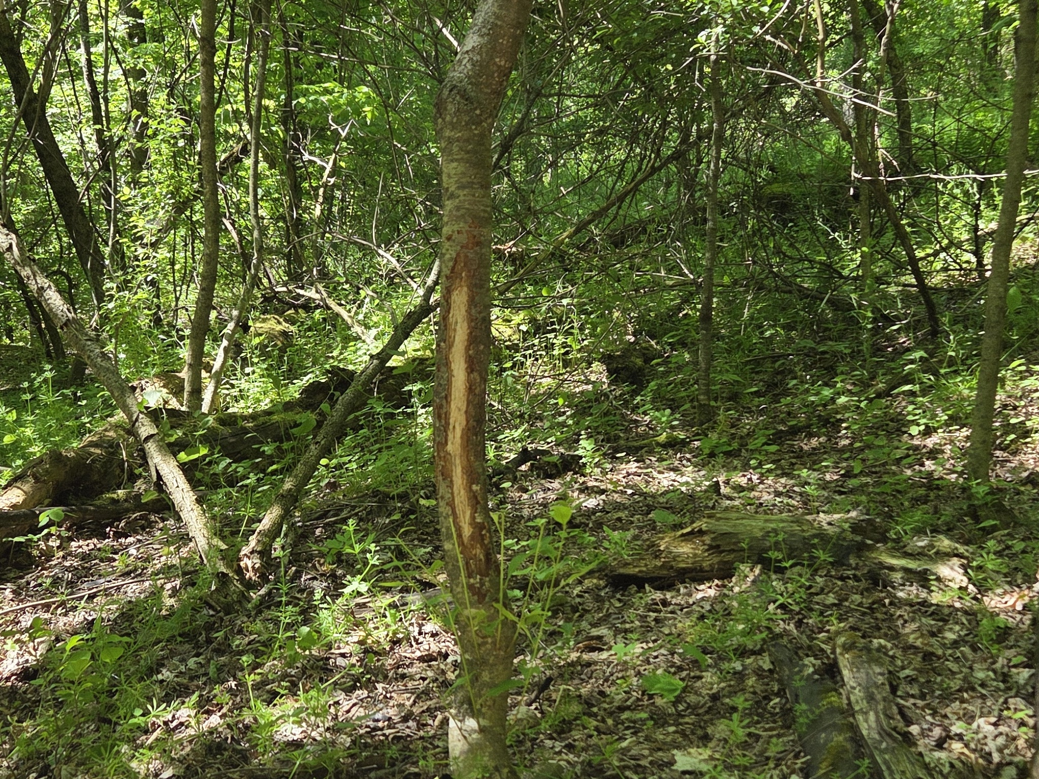 Listing Image 3