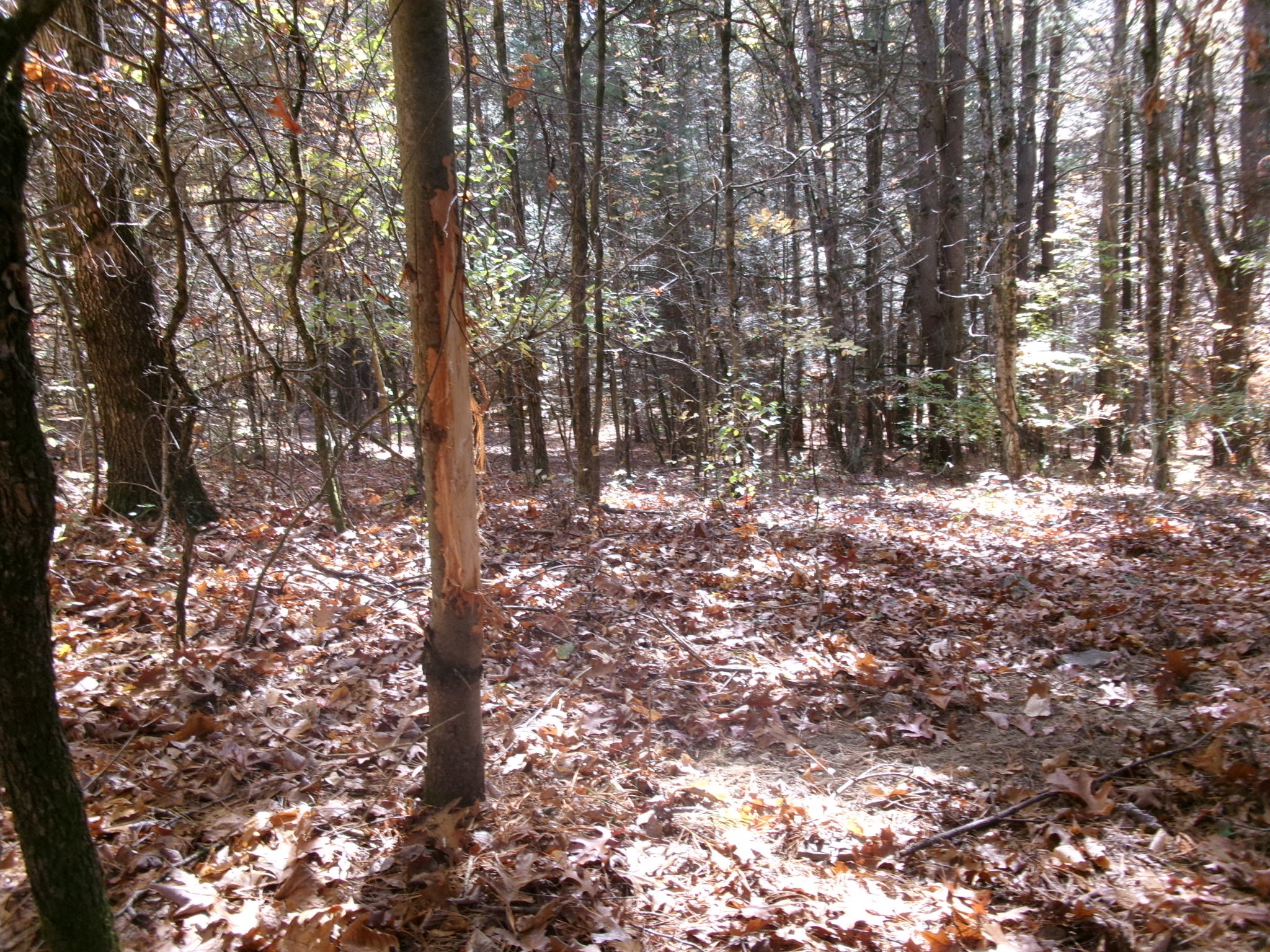 107-Acre Hunting Land for Sale, Chemung County, NY, photo 2 of 36
