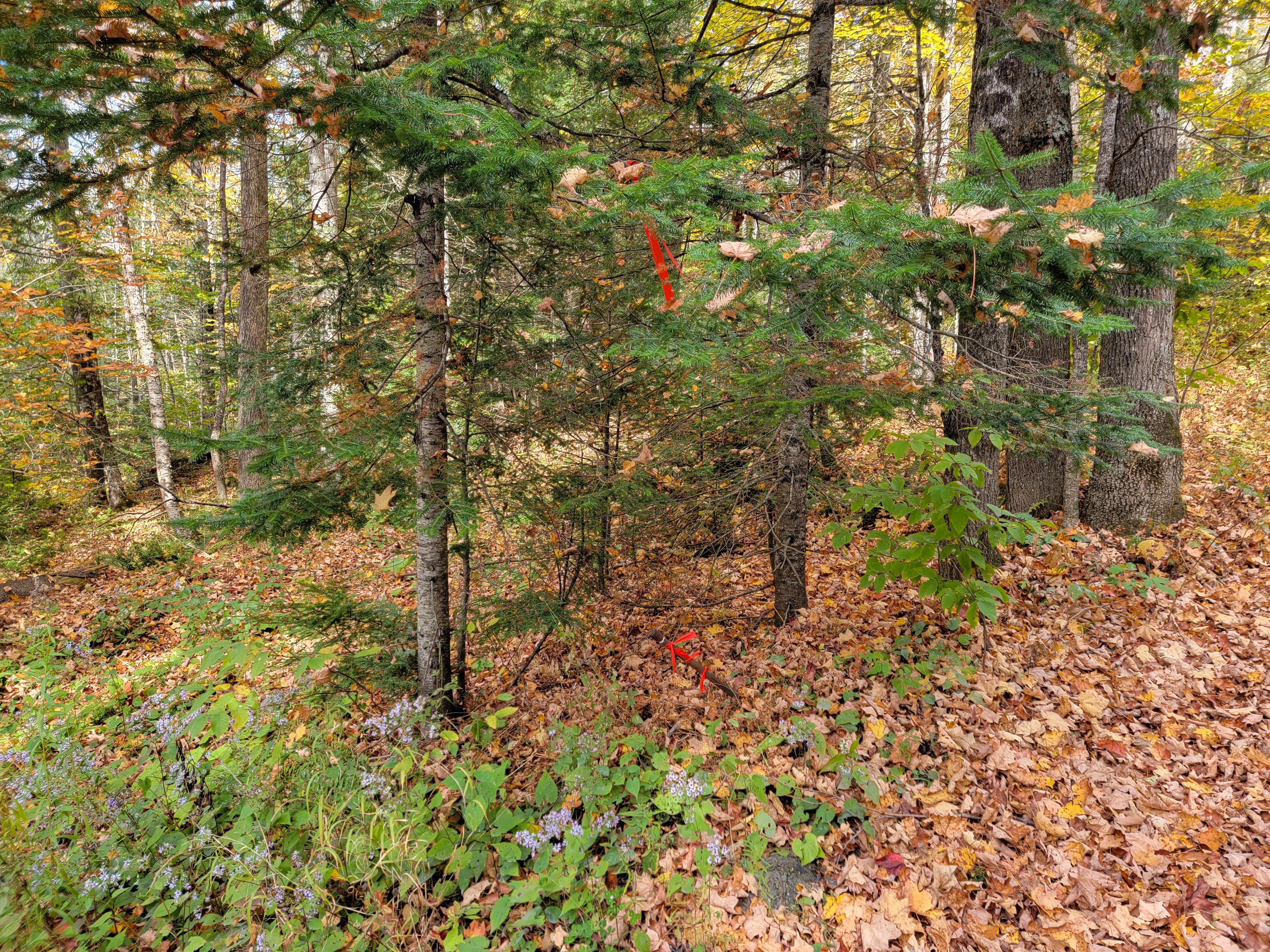Listing Image 35