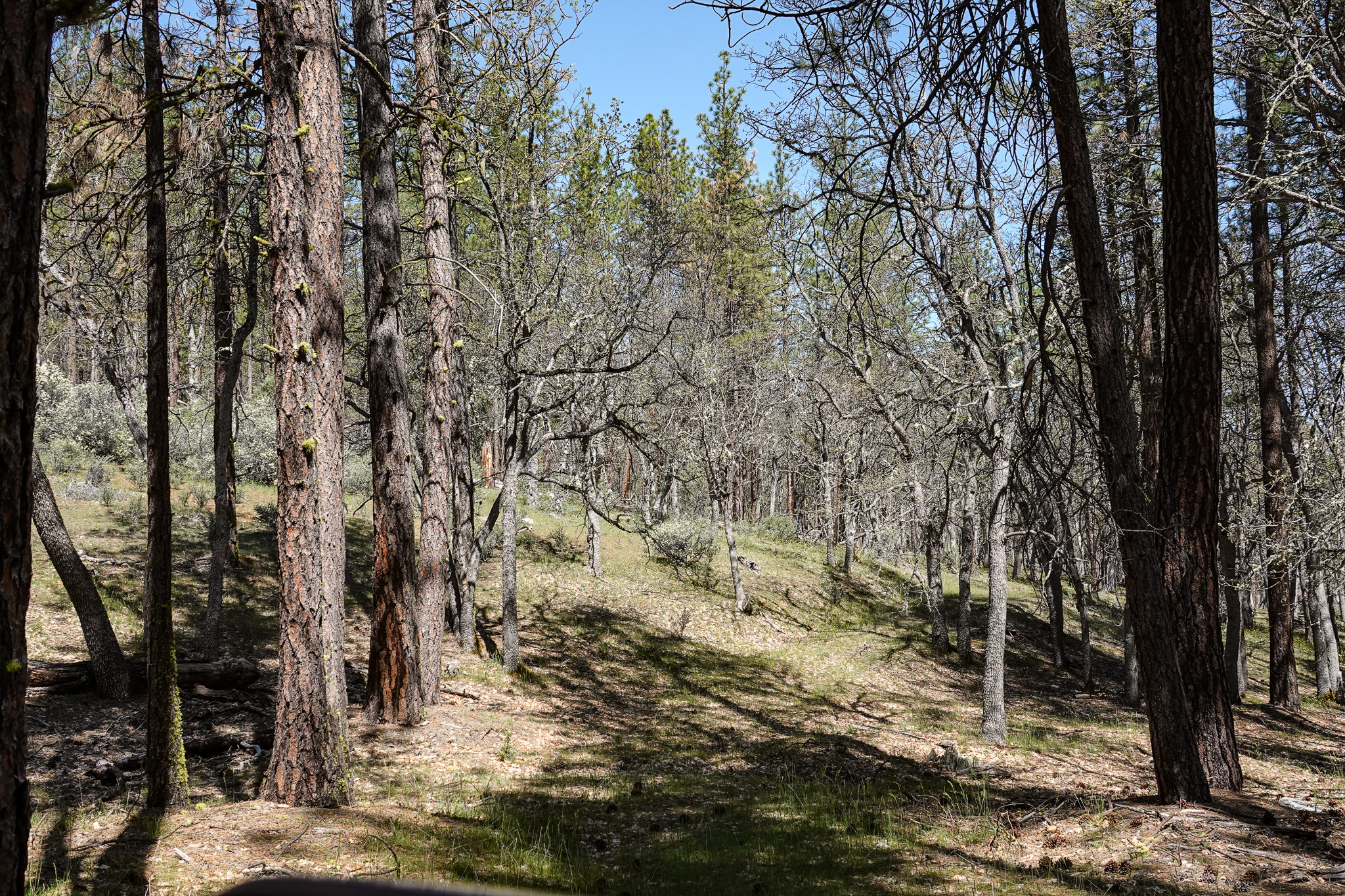 East Road Ragland Gulch Acreage